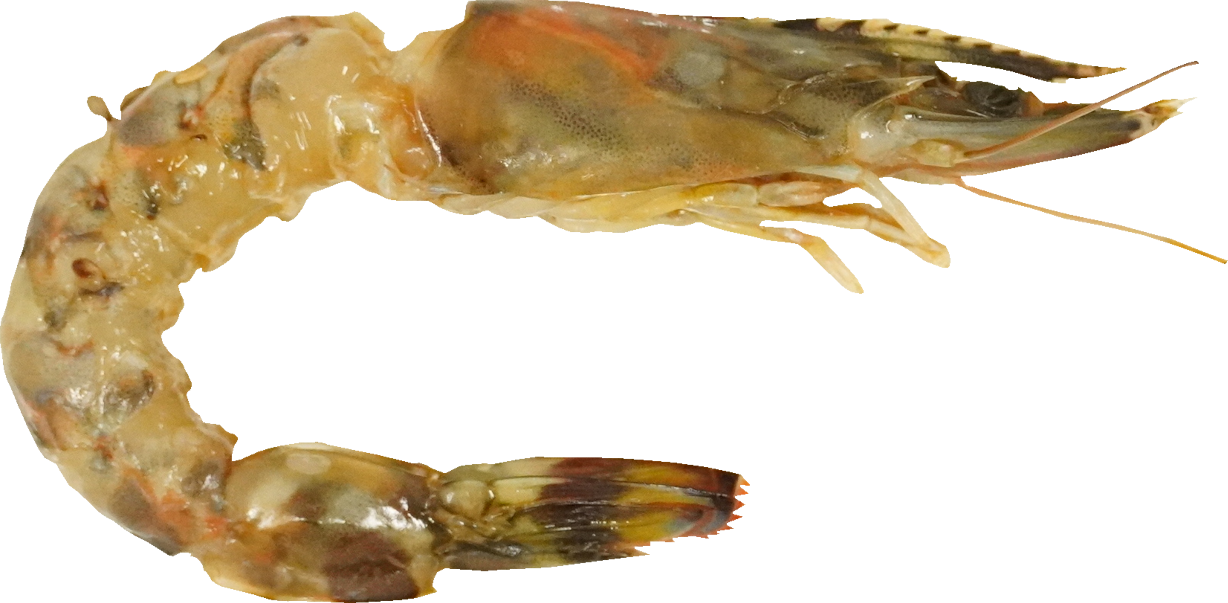 カンジャンセウ｜商用可フリー画像・背景透過