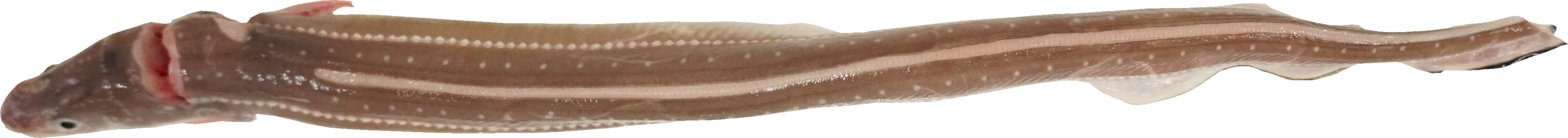 あなご｜商用可フリー画像・背景透過