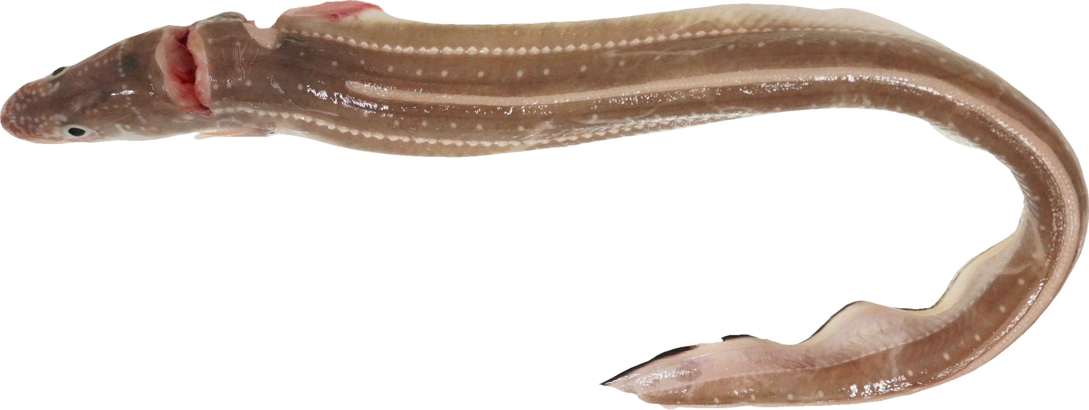 あなご｜商用可フリー画像・背景透過