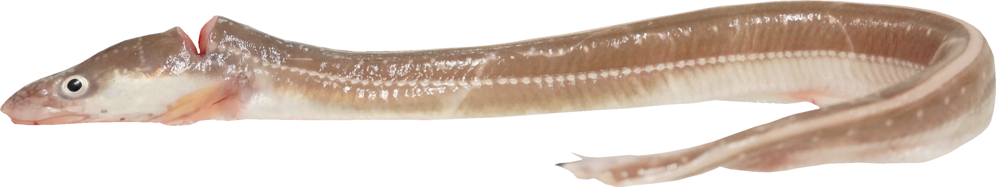 あなご｜商用可フリー画像・背景透過