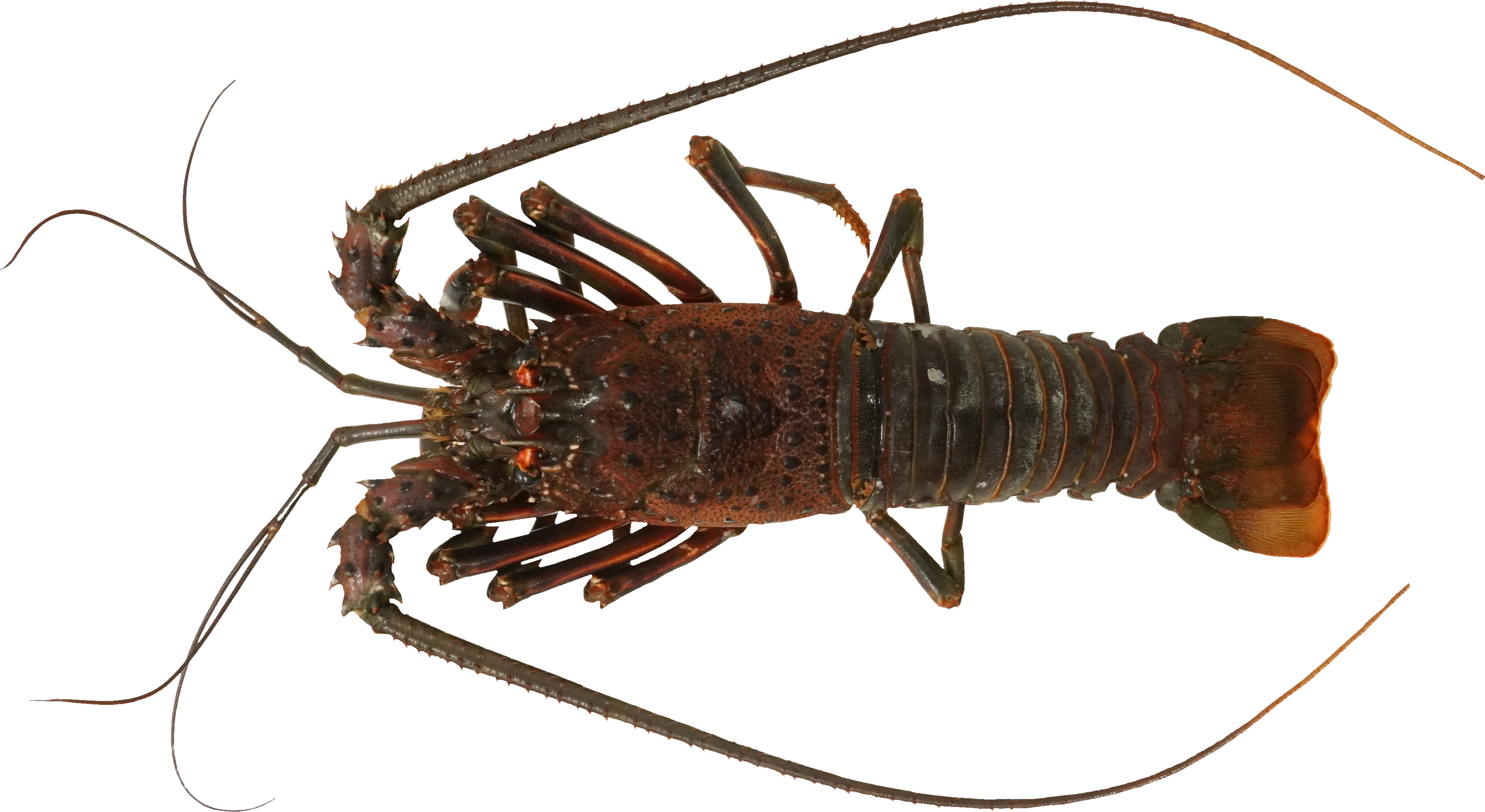 いせえび｜商用可フリー画像・背景透過