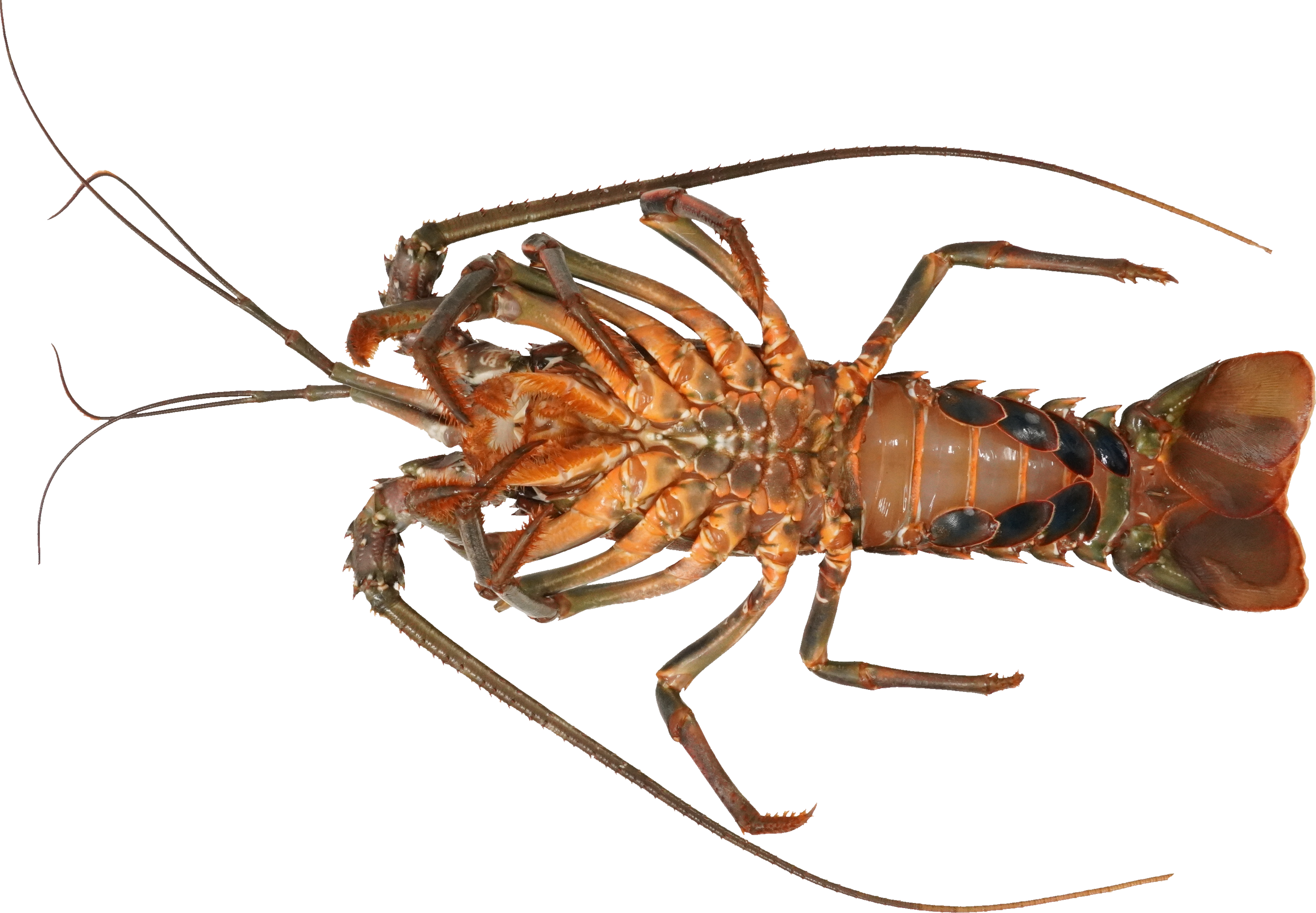 いせえび｜商用可フリー画像・背景透過