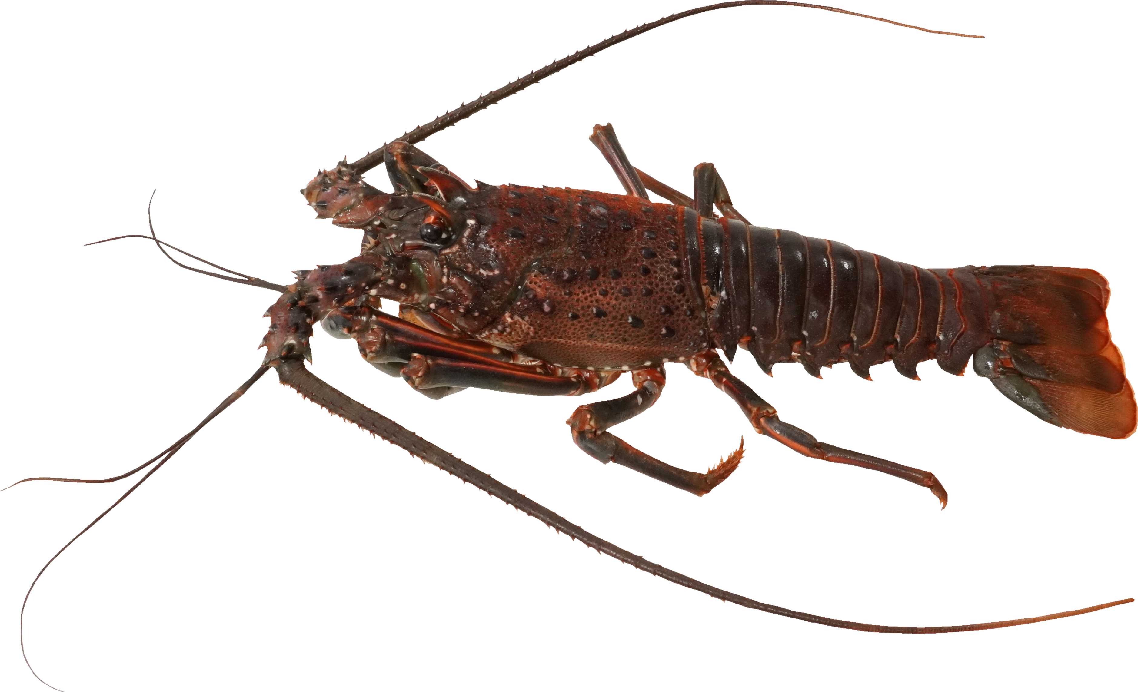 いせえび｜商用可フリー画像・背景透過