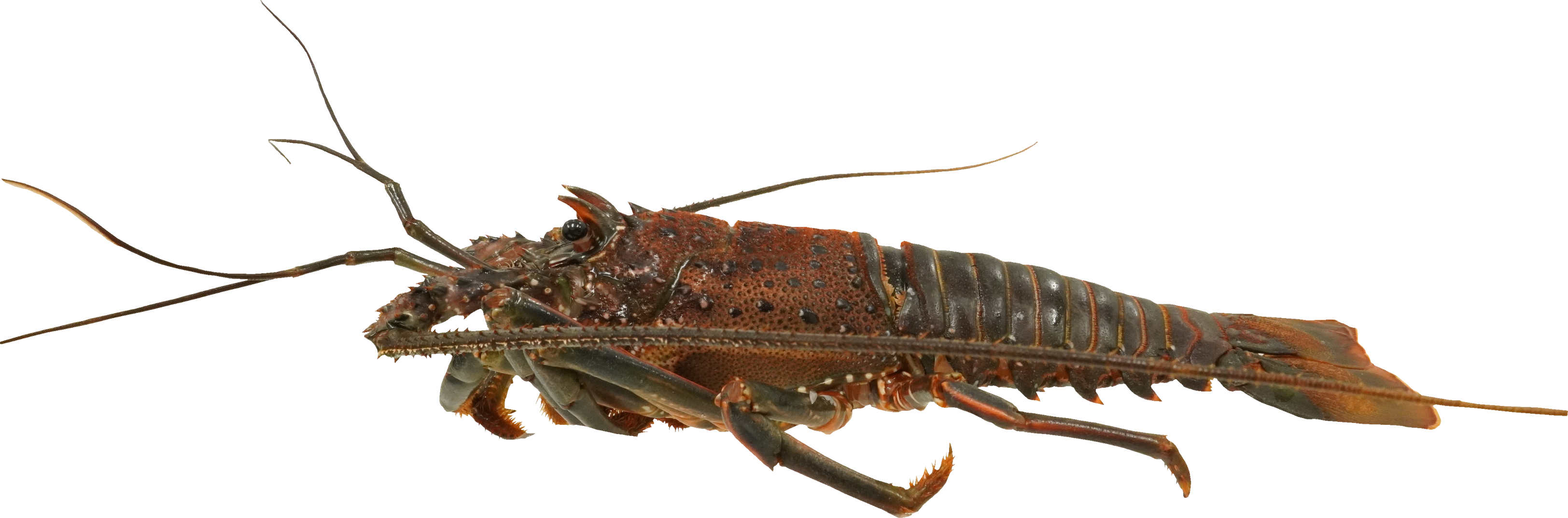 いせえび｜商用可フリー画像・背景透過