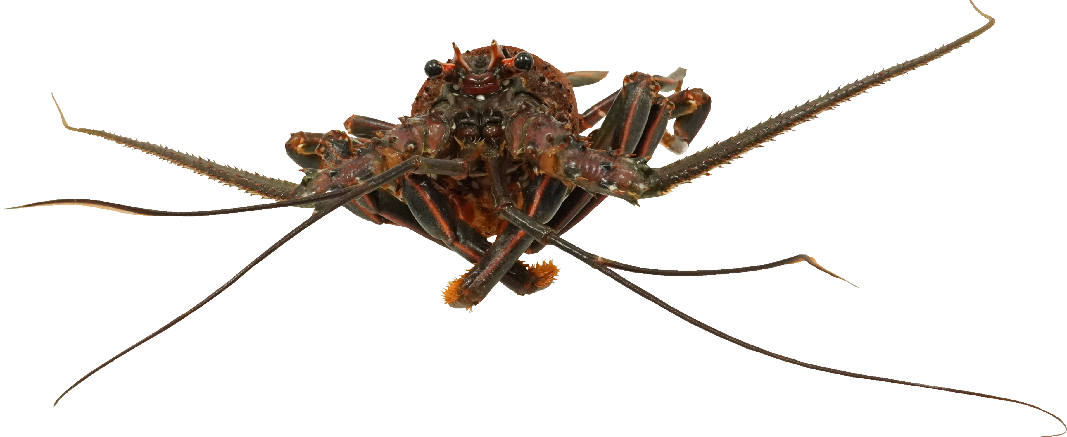 いせえび｜商用可フリー画像・背景透過