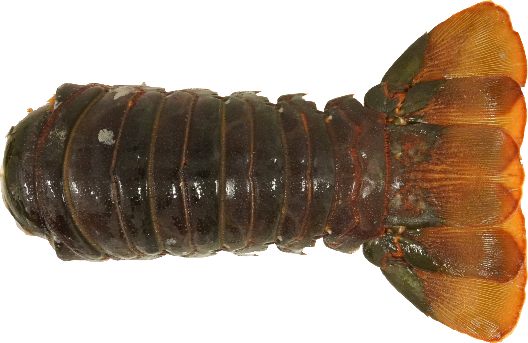 いせえび｜商用可フリー画像・背景透過