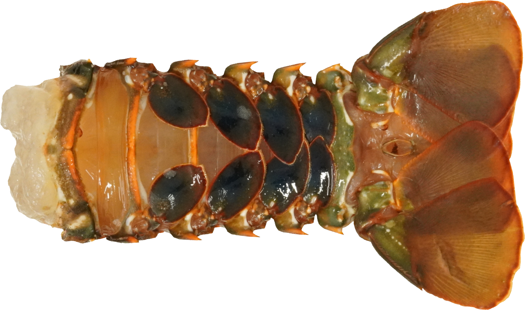 いせえび｜商用可フリー画像・背景透過