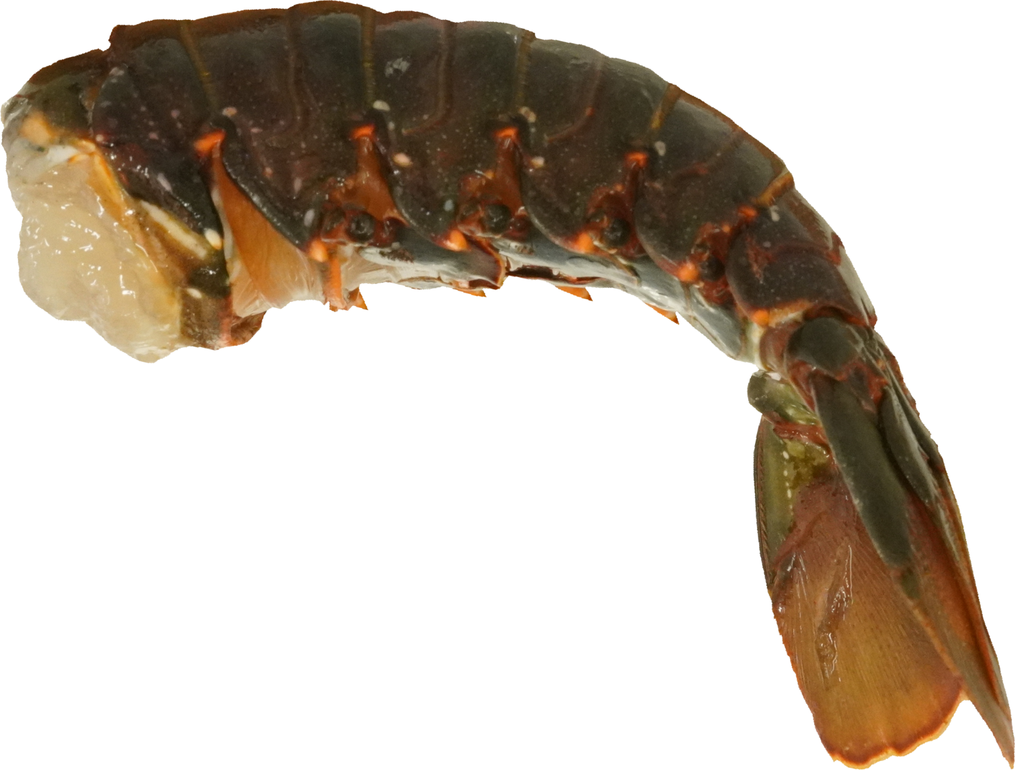 いせえび｜商用可フリー画像・背景透過