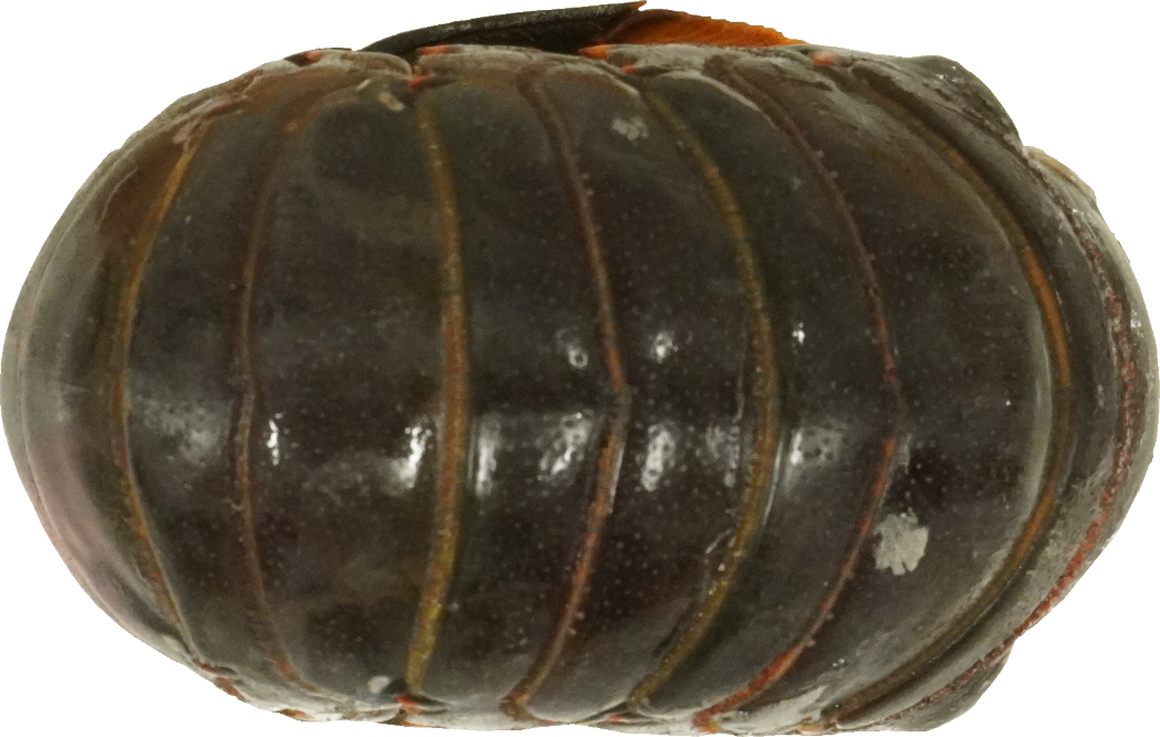 いせえび｜商用可フリー画像・背景透過