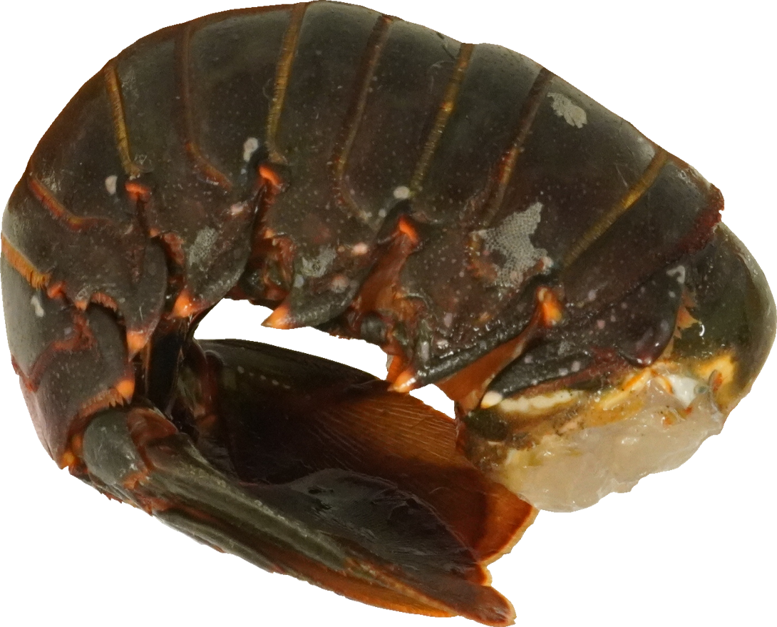 いせえび｜商用可フリー画像・背景透過