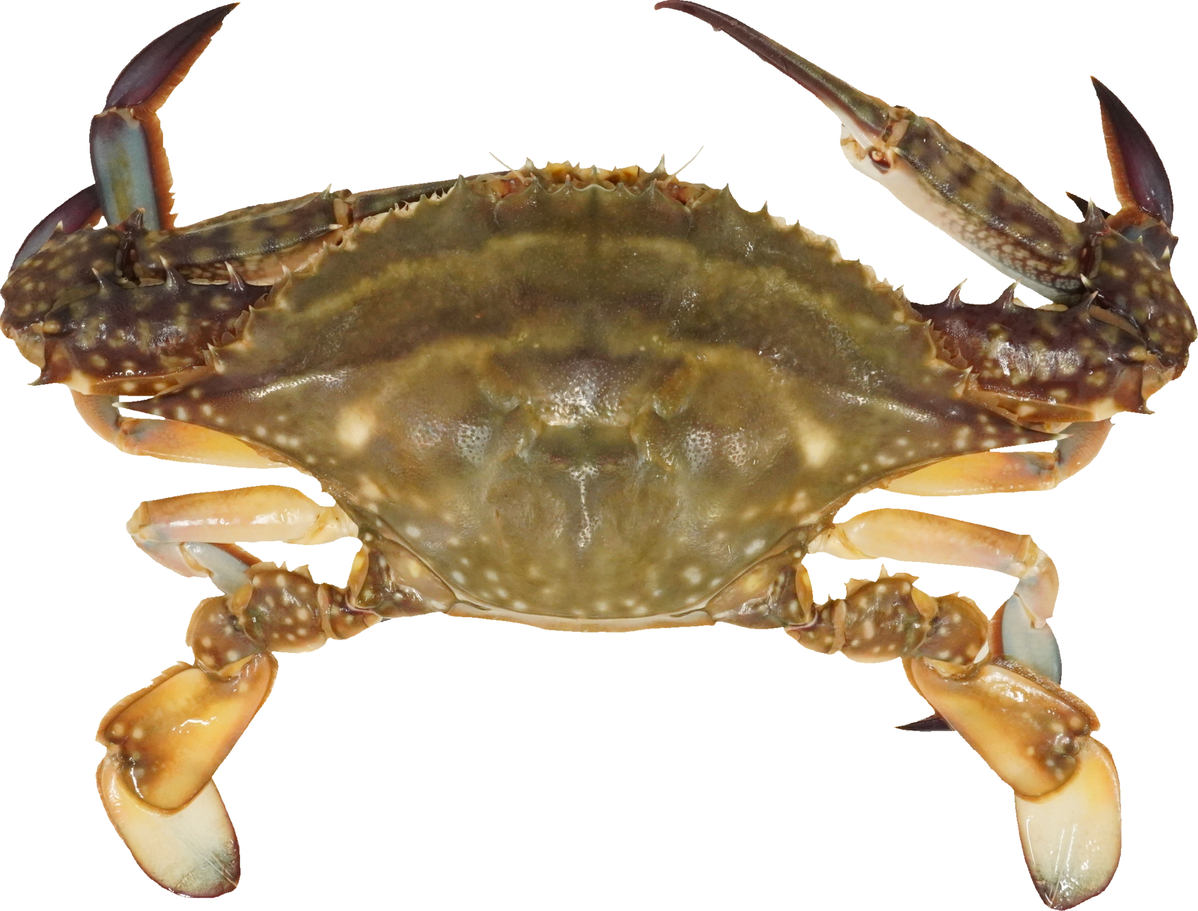 がざみ｜商用可フリー画像・背景透過