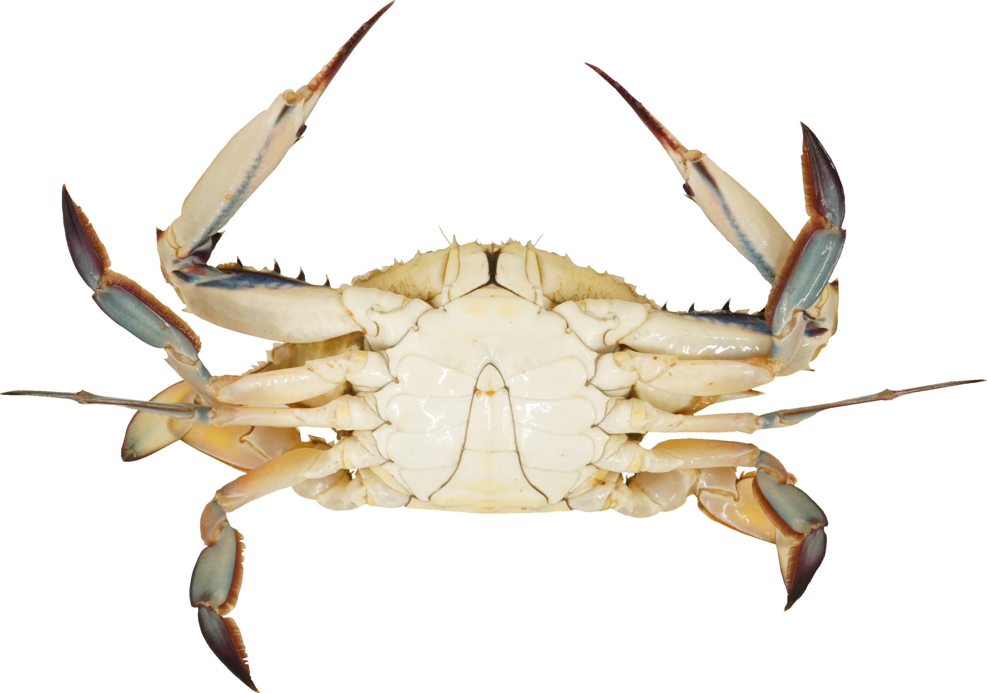 がざみ｜商用可フリー画像・背景透過