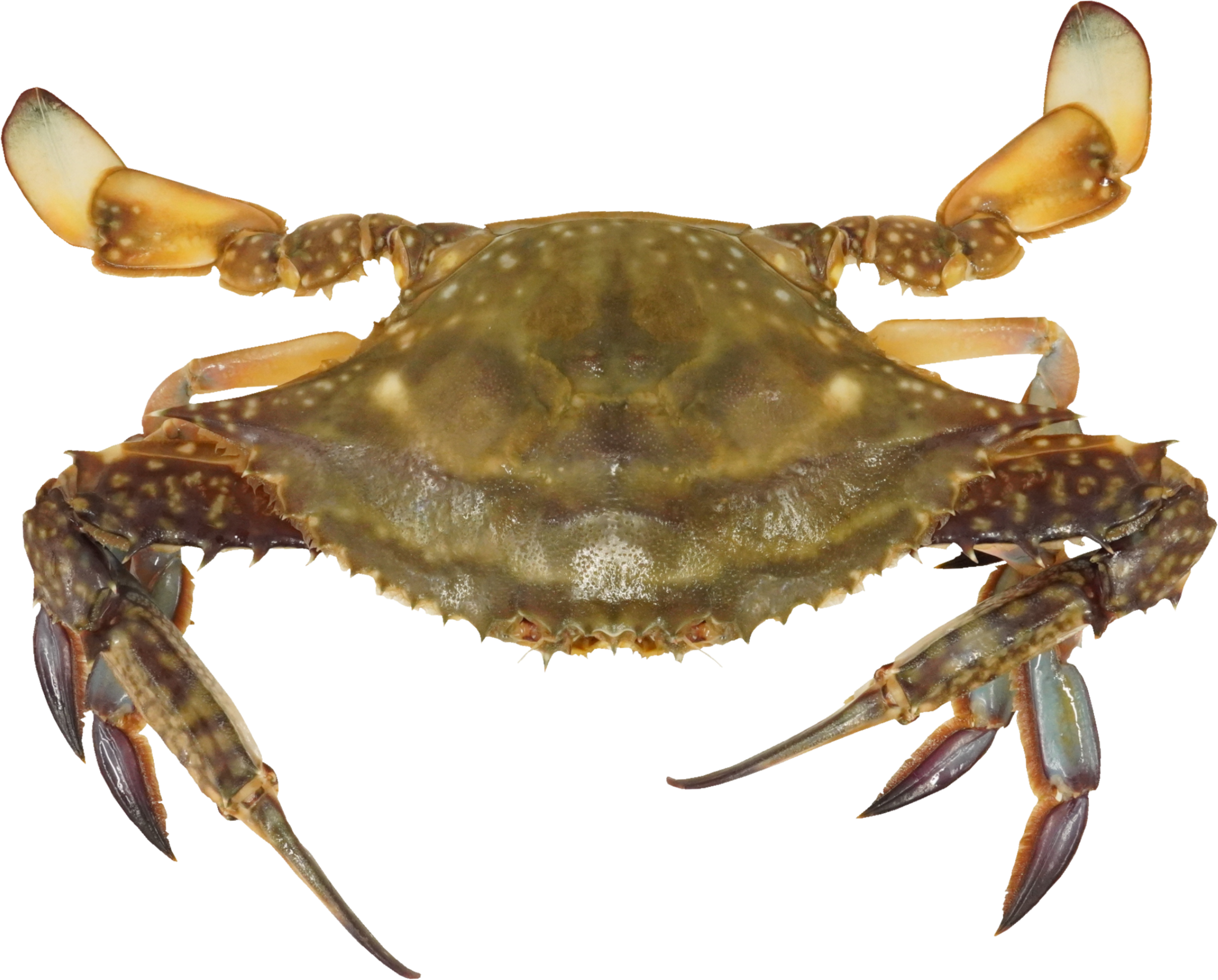 がざみ｜商用可フリー画像・背景透過