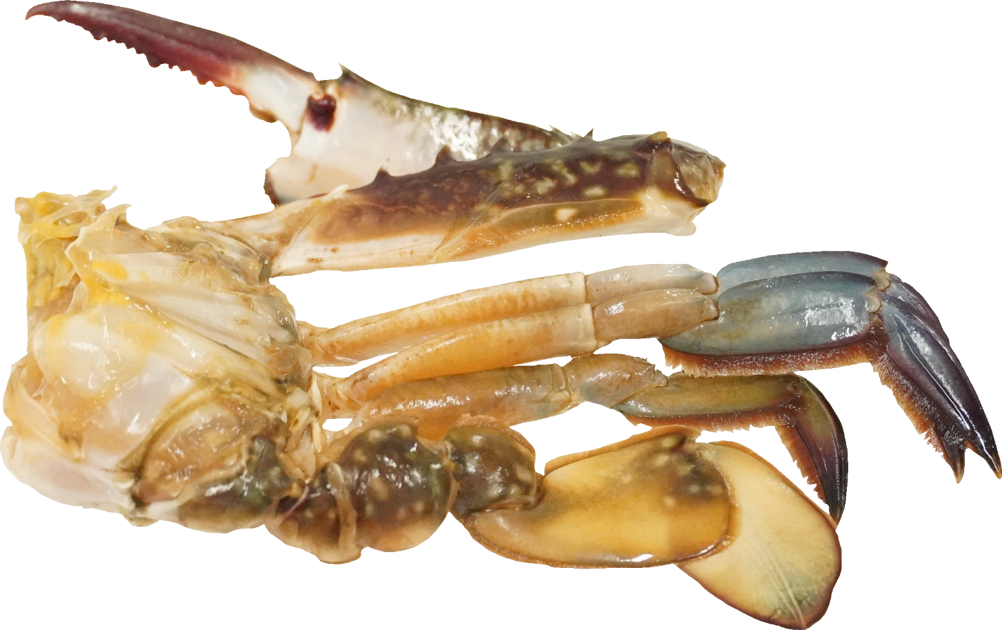 がざみ｜商用可フリー画像・背景透過