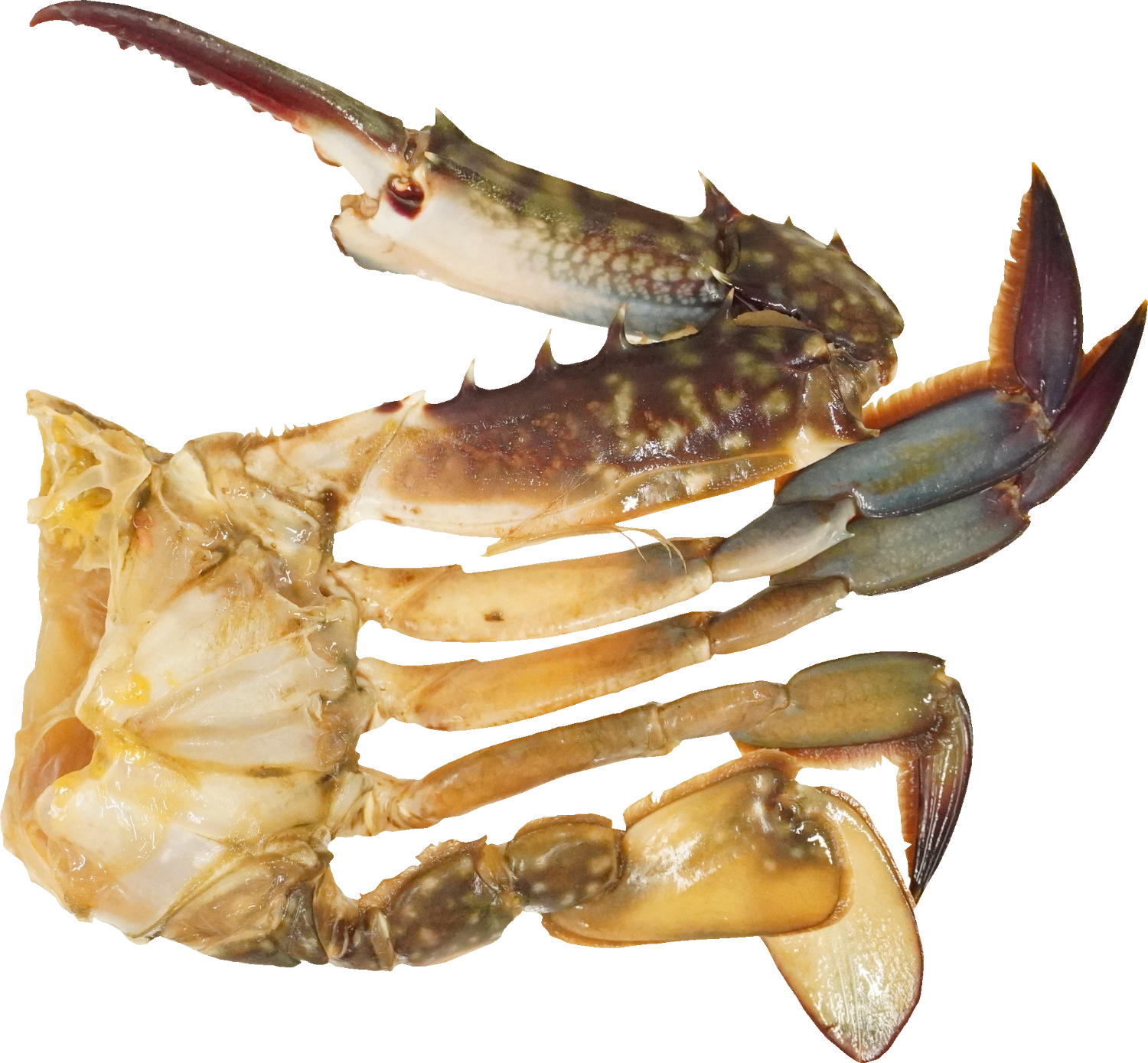 がざみ｜商用可フリー画像・背景透過