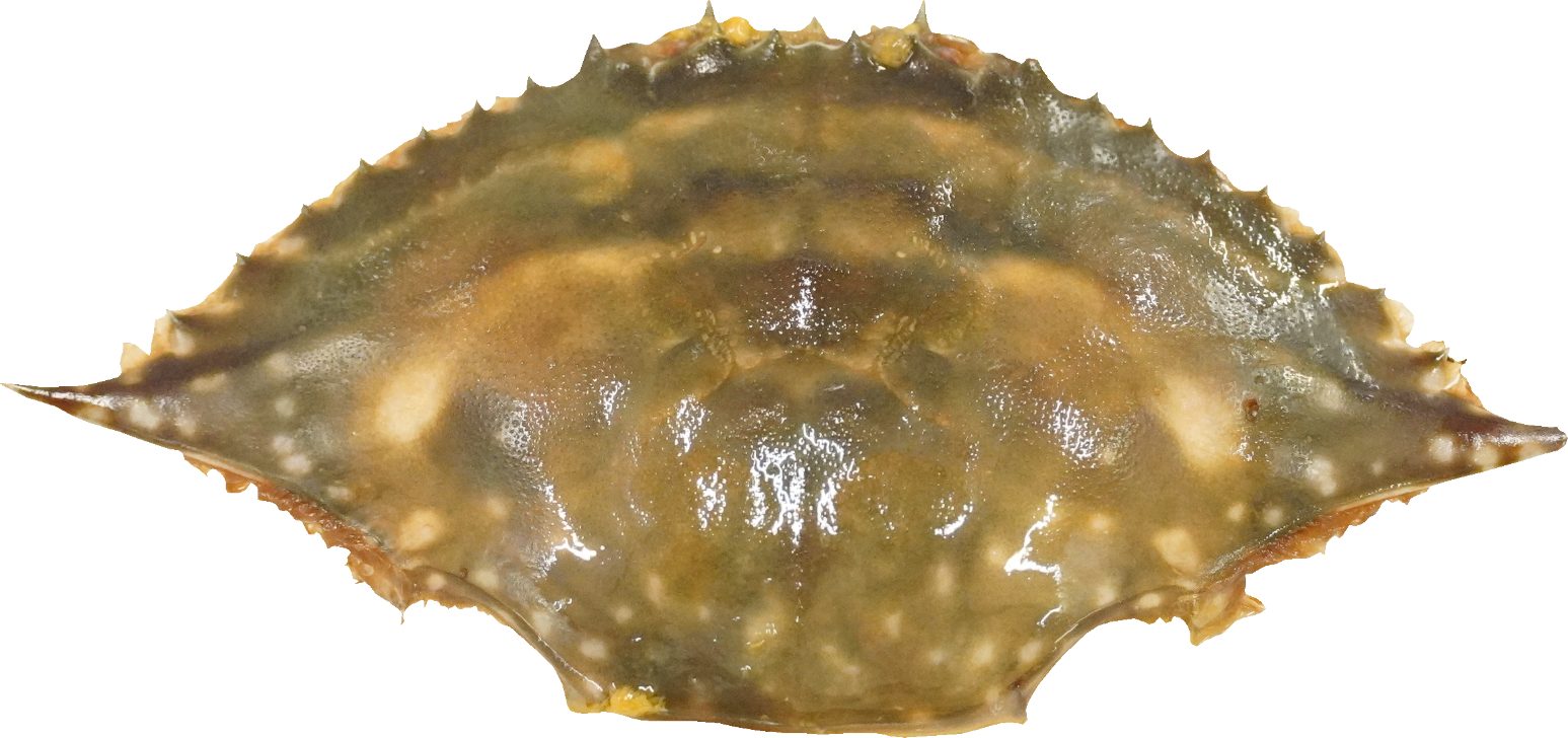 がざみ｜商用可フリー画像・背景透過