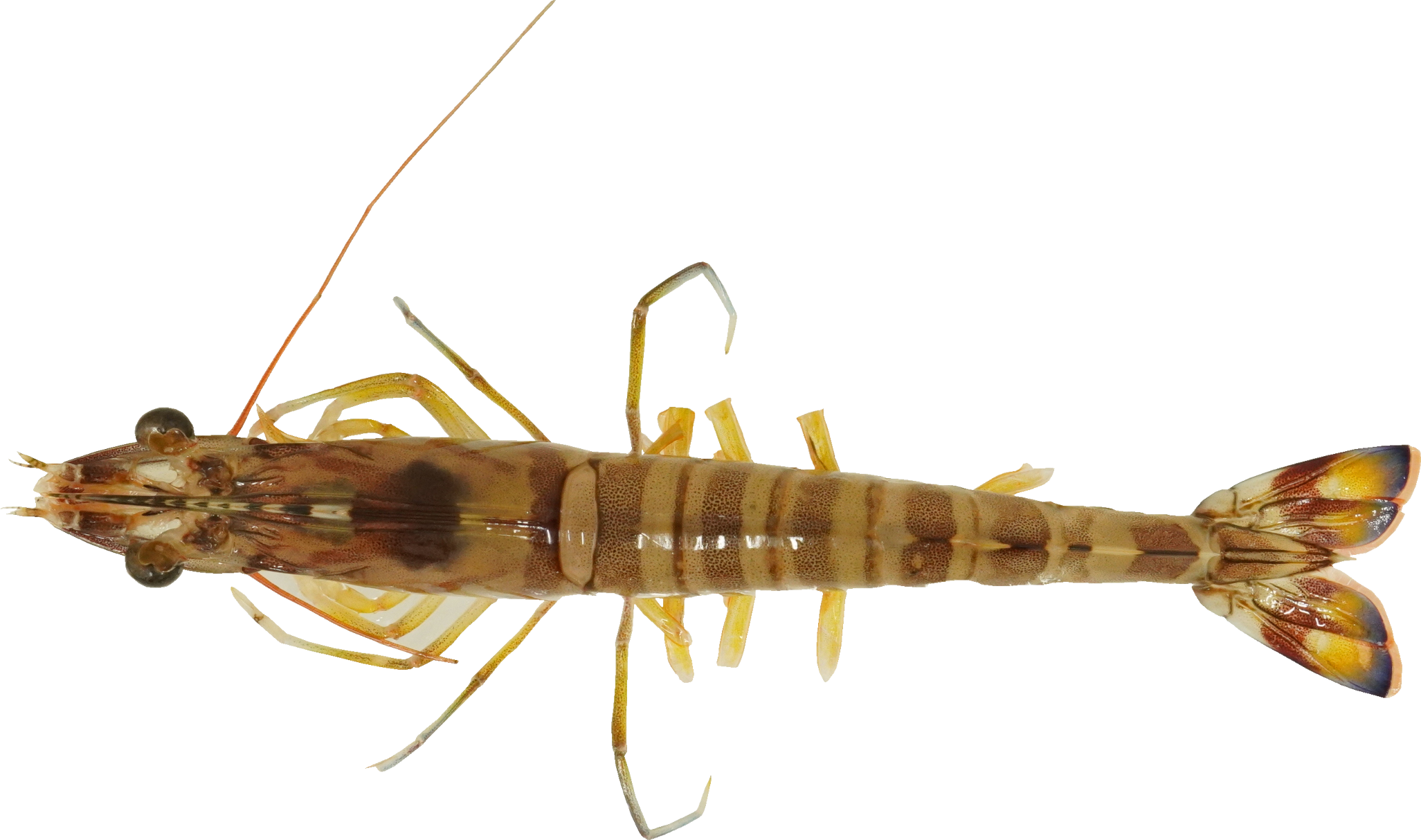 くるまえび｜商用可フリー画像・背景透過