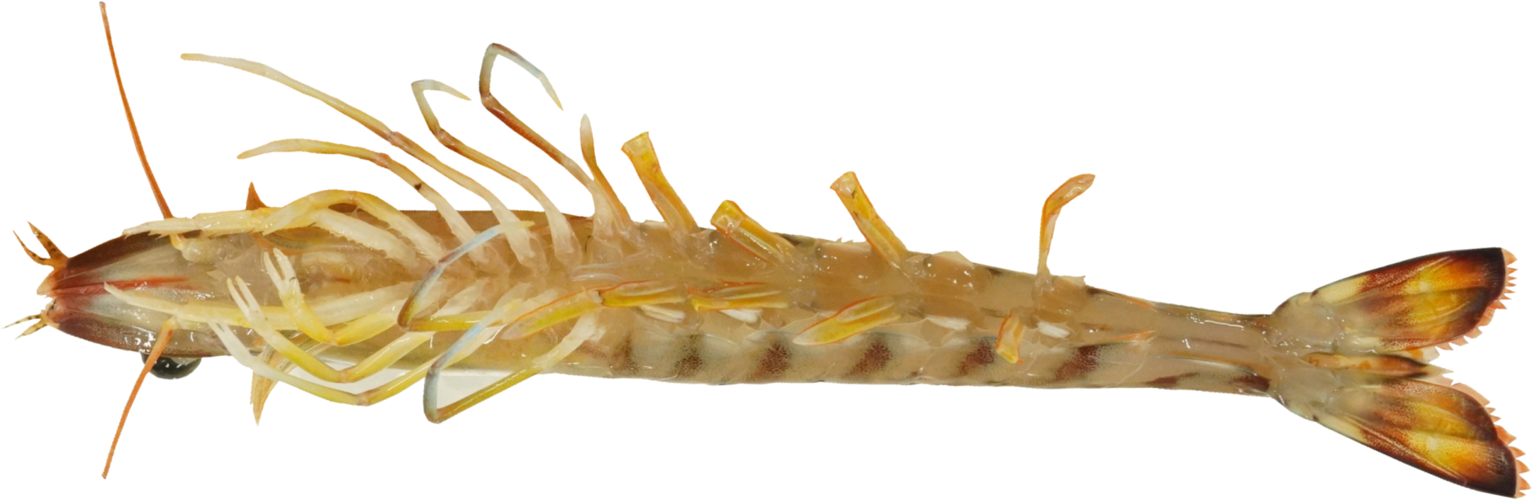 くるまえび｜商用可フリー画像・背景透過