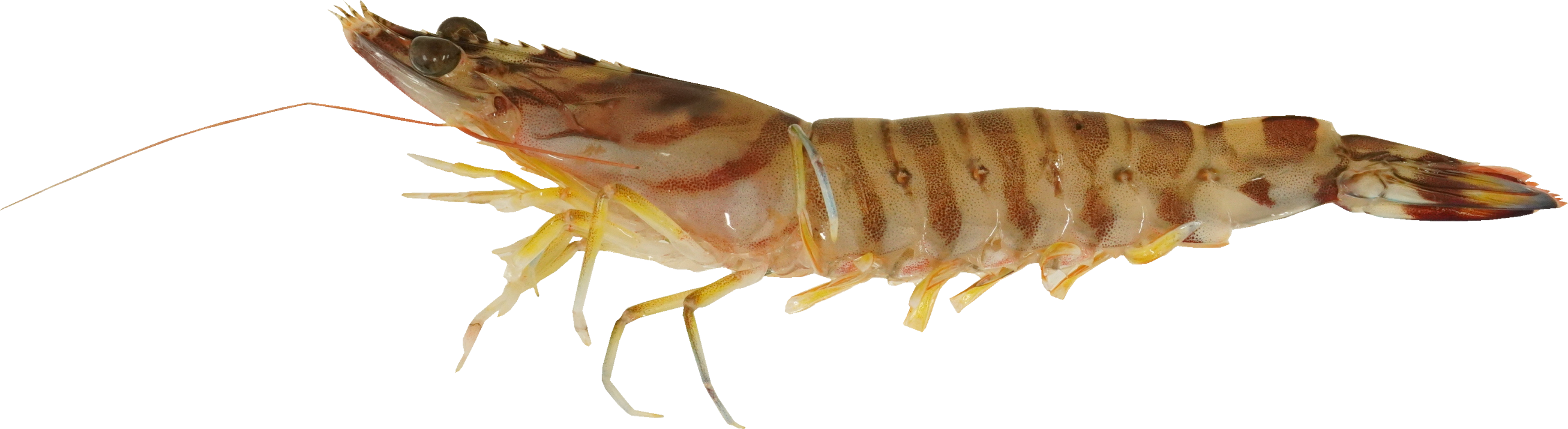 くるまえび｜商用可フリー画像・背景透過