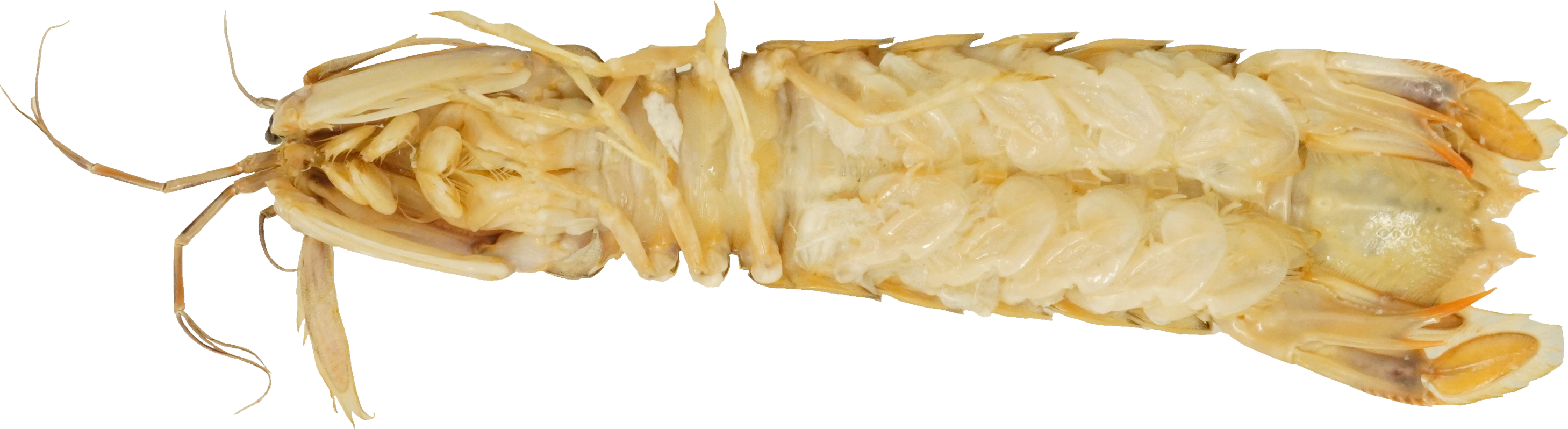 しゃこ(ゆで)｜商用可フリー画像・背景透過