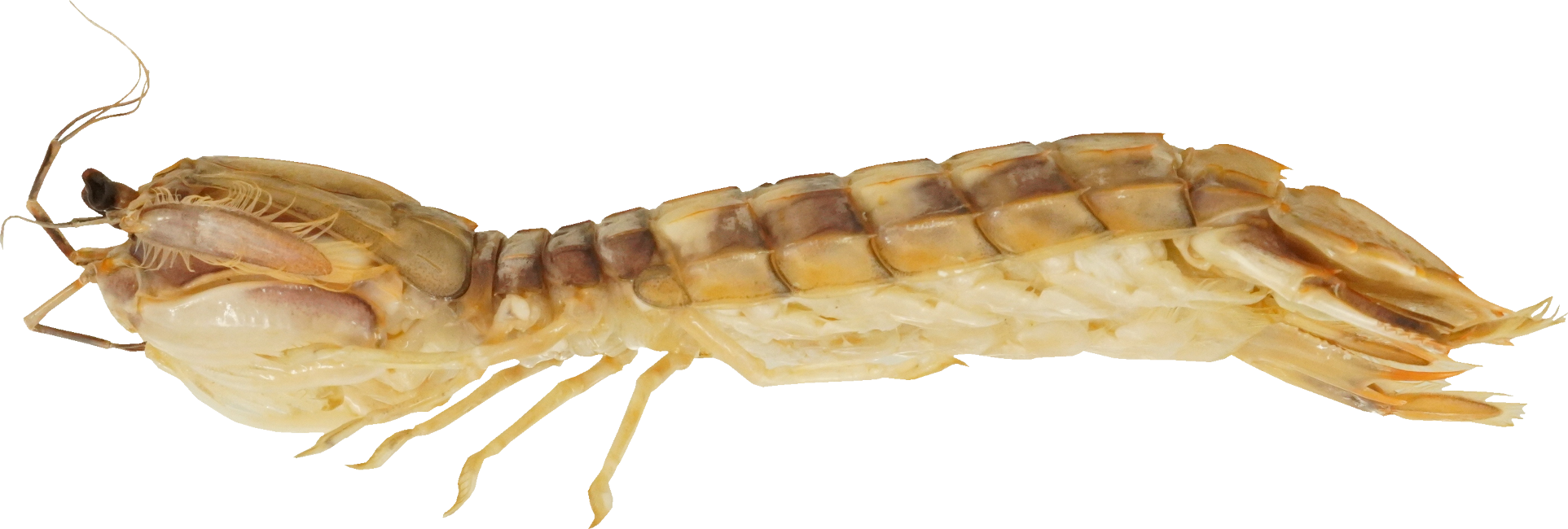 しゃこ(ゆで)｜商用可フリー画像・背景透過