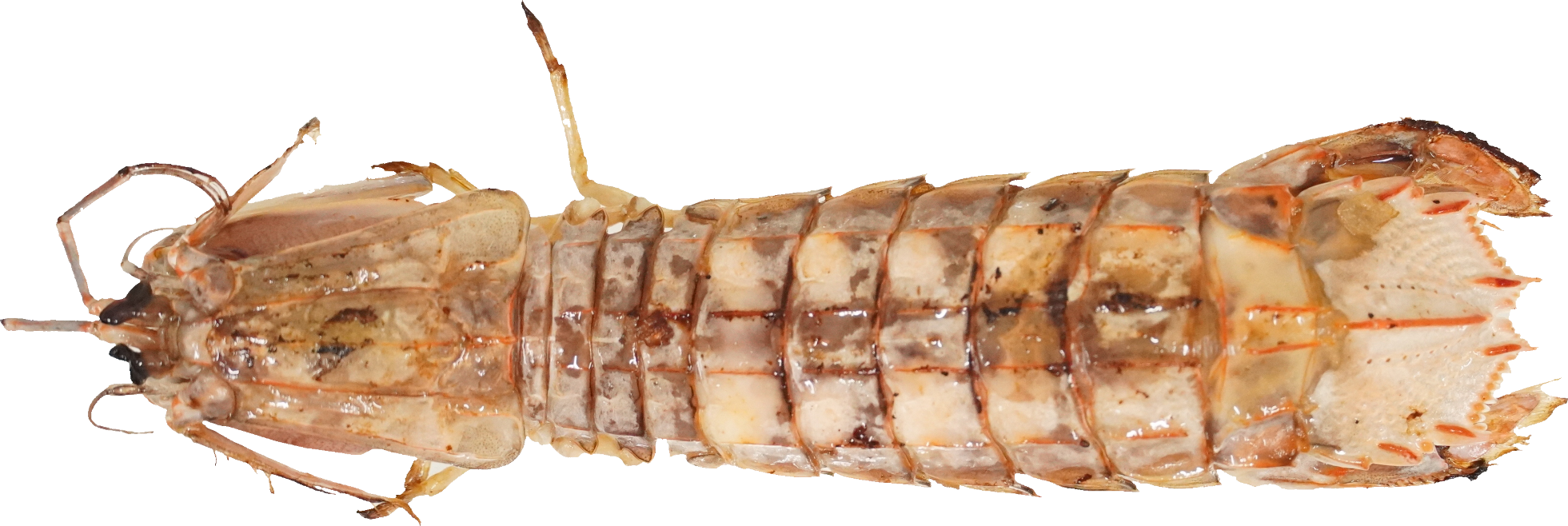 しゃこ(焼き)｜商用可フリー画像・背景透過