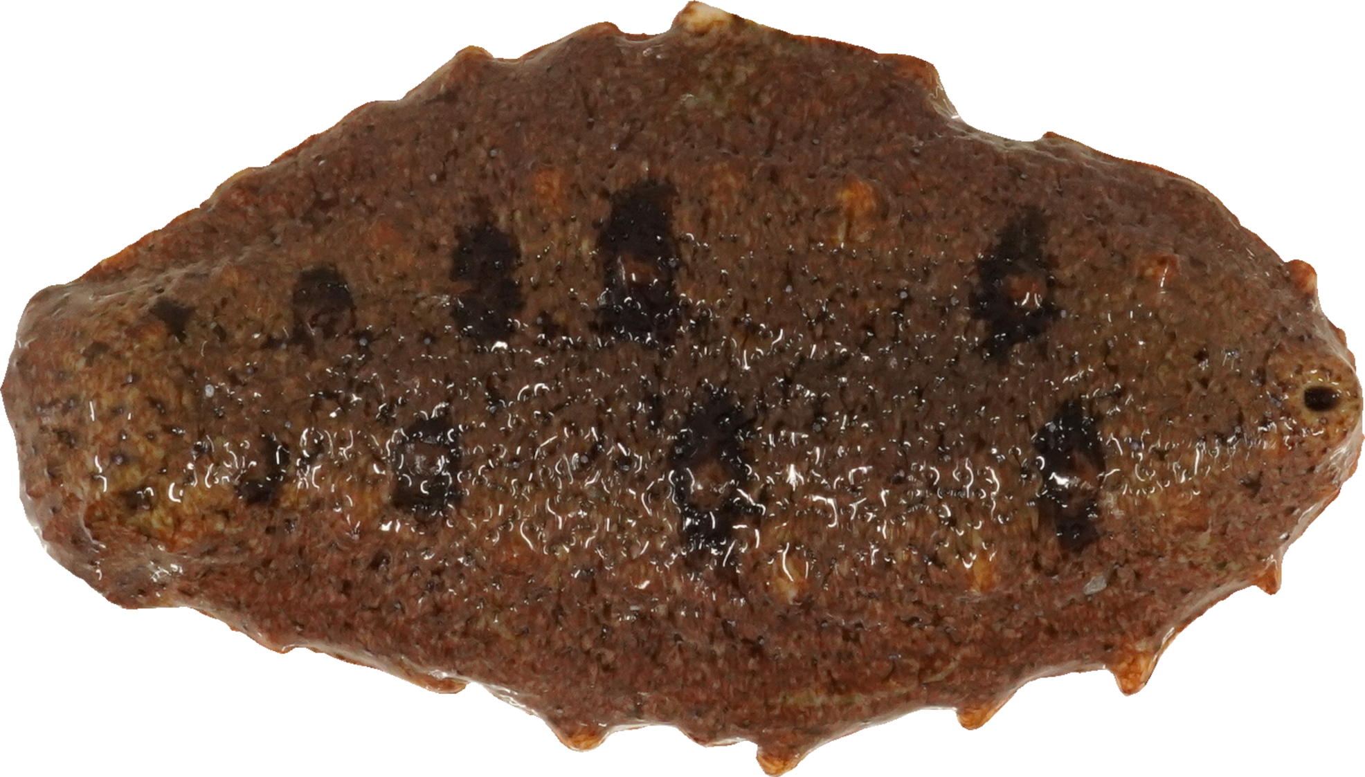 なまこ｜商用可フリー画像・背景透過