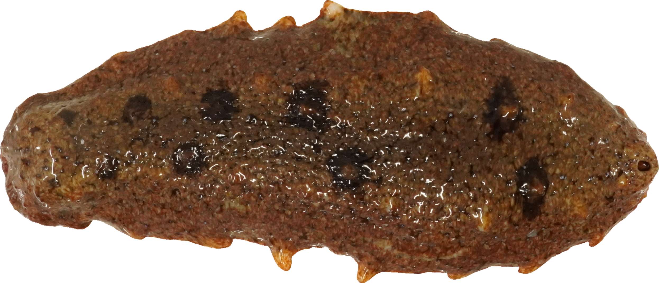 なまこ｜商用可フリー画像・背景透過