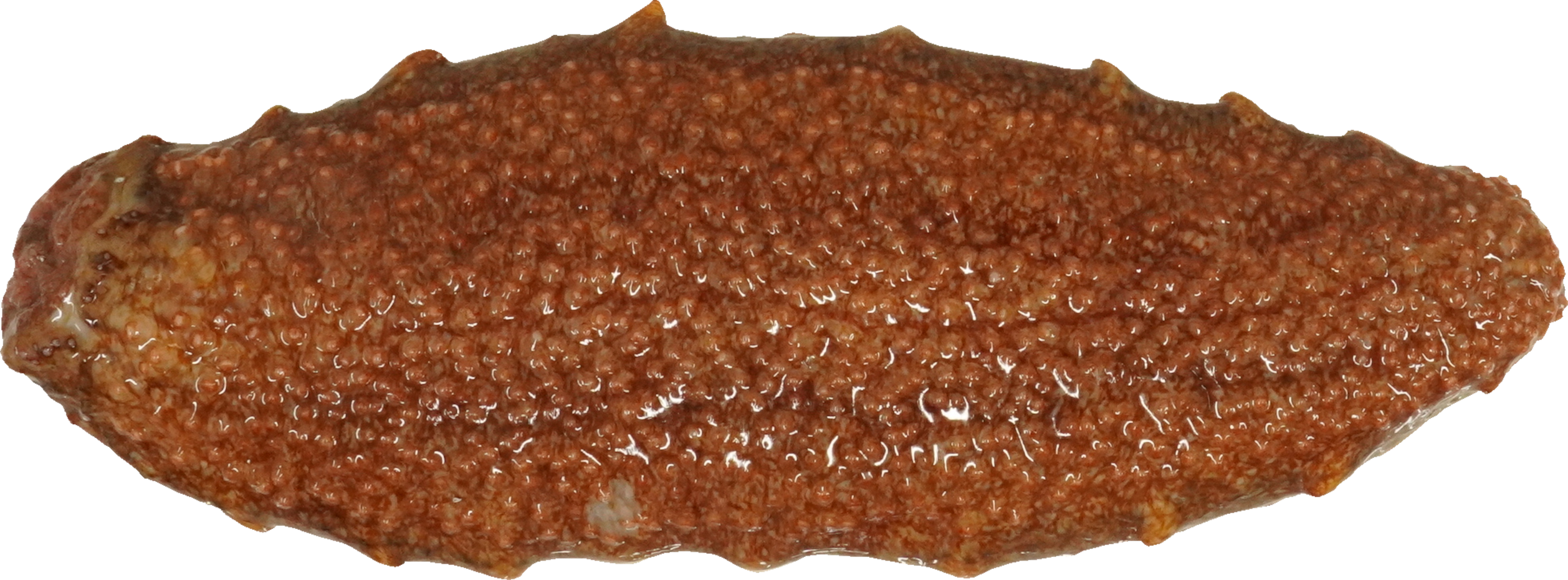 なまこ｜商用可フリー画像・背景透過