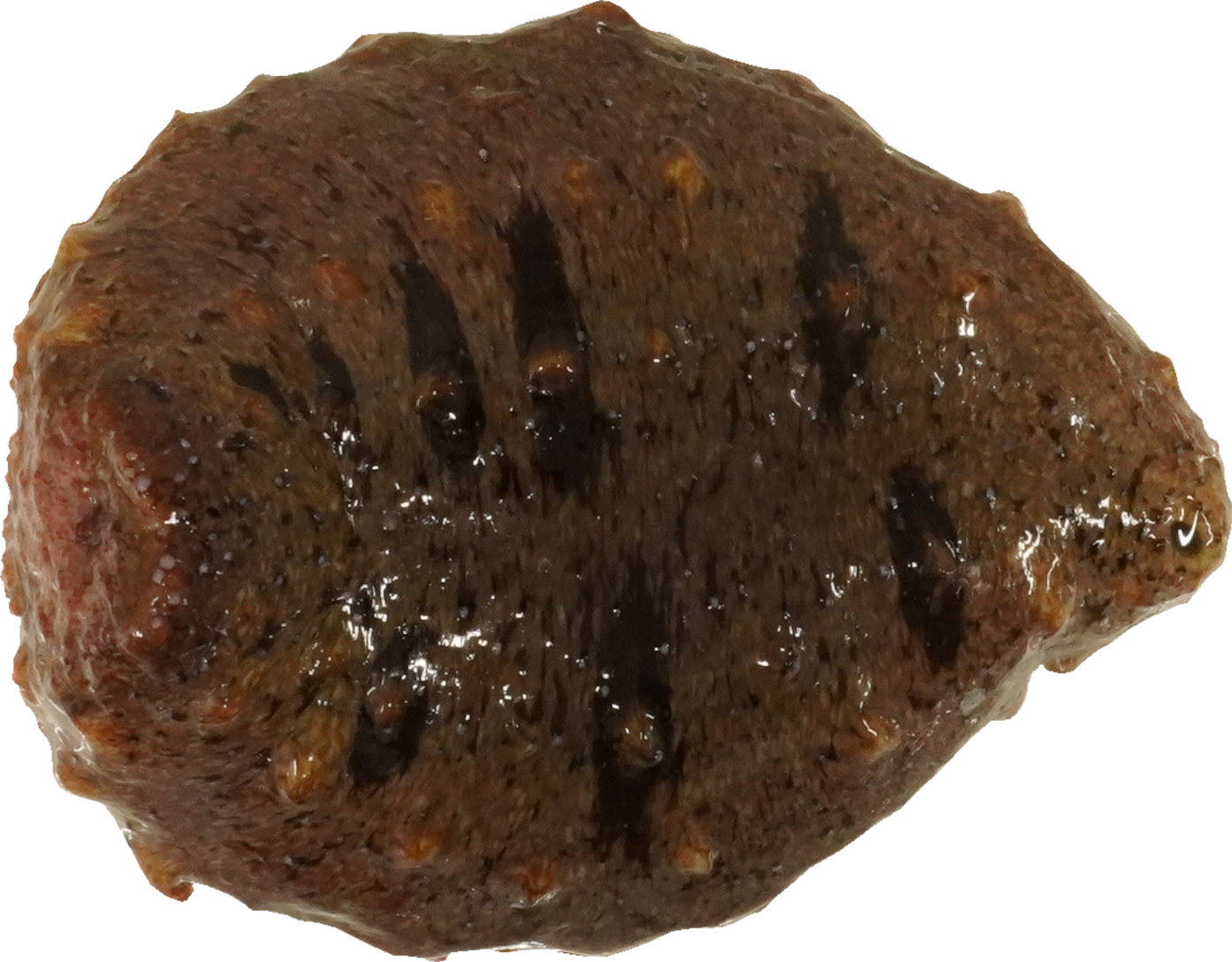 なまこ｜商用可フリー画像・背景透過