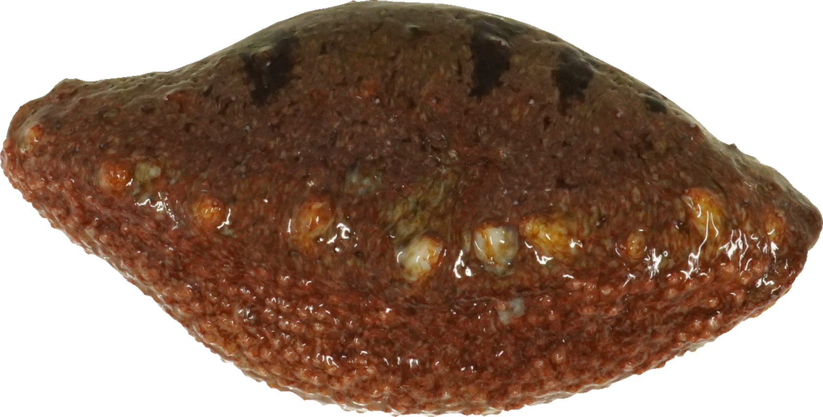 なまこ｜商用可フリー画像・背景透過