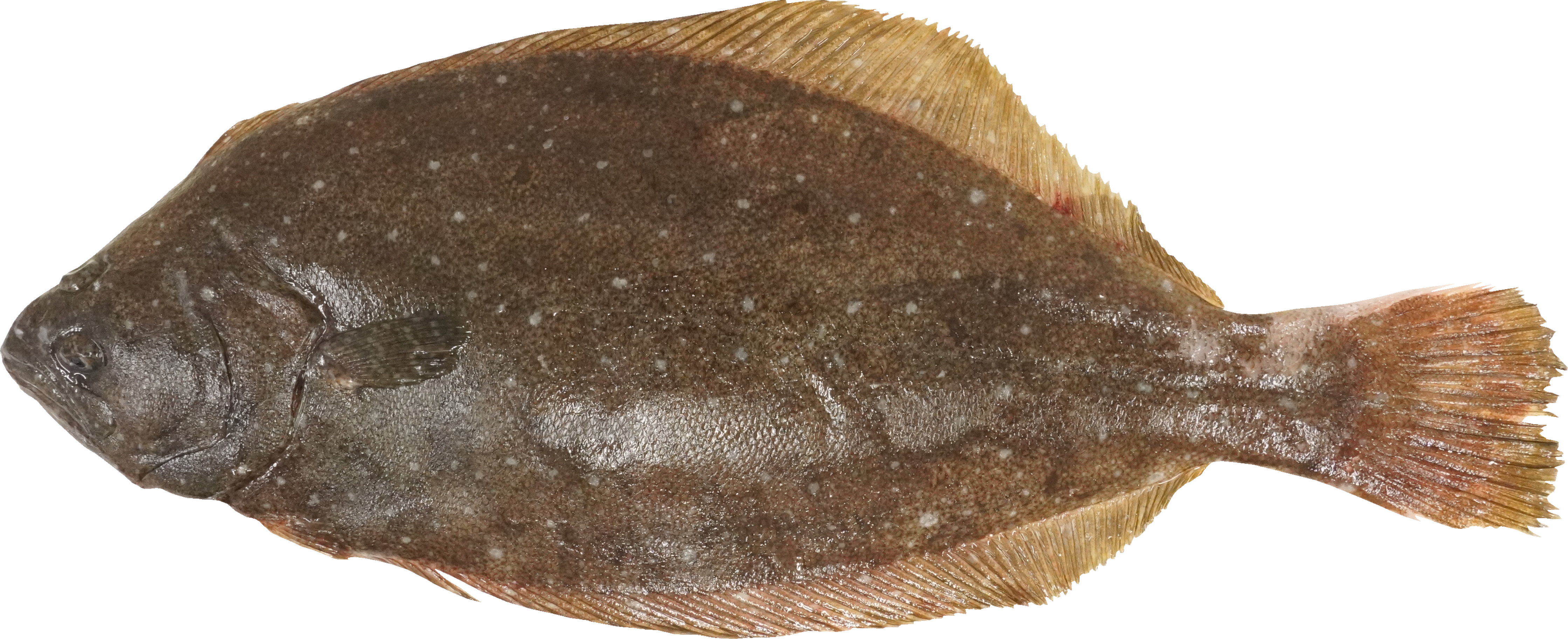 ひらめ｜商用可フリー画像・背景透過