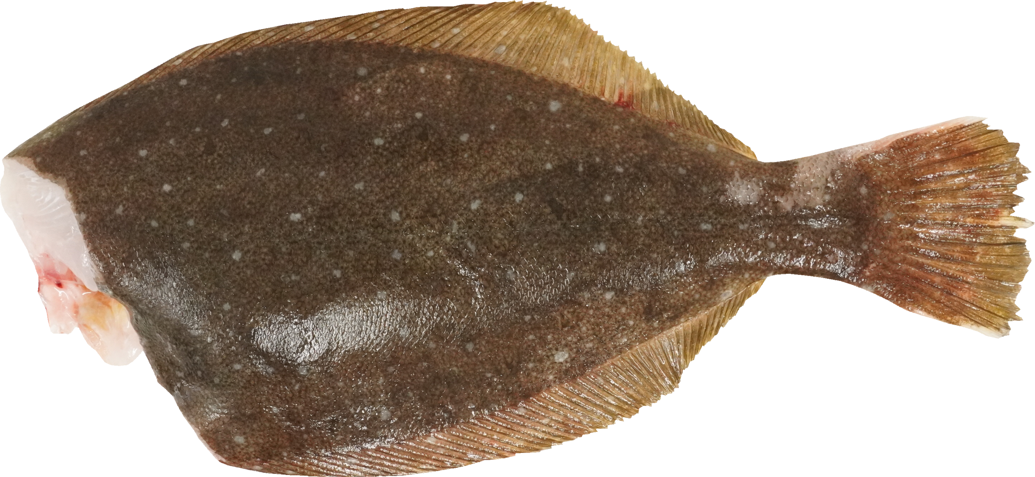 ひらめ｜商用可フリー画像・背景透過