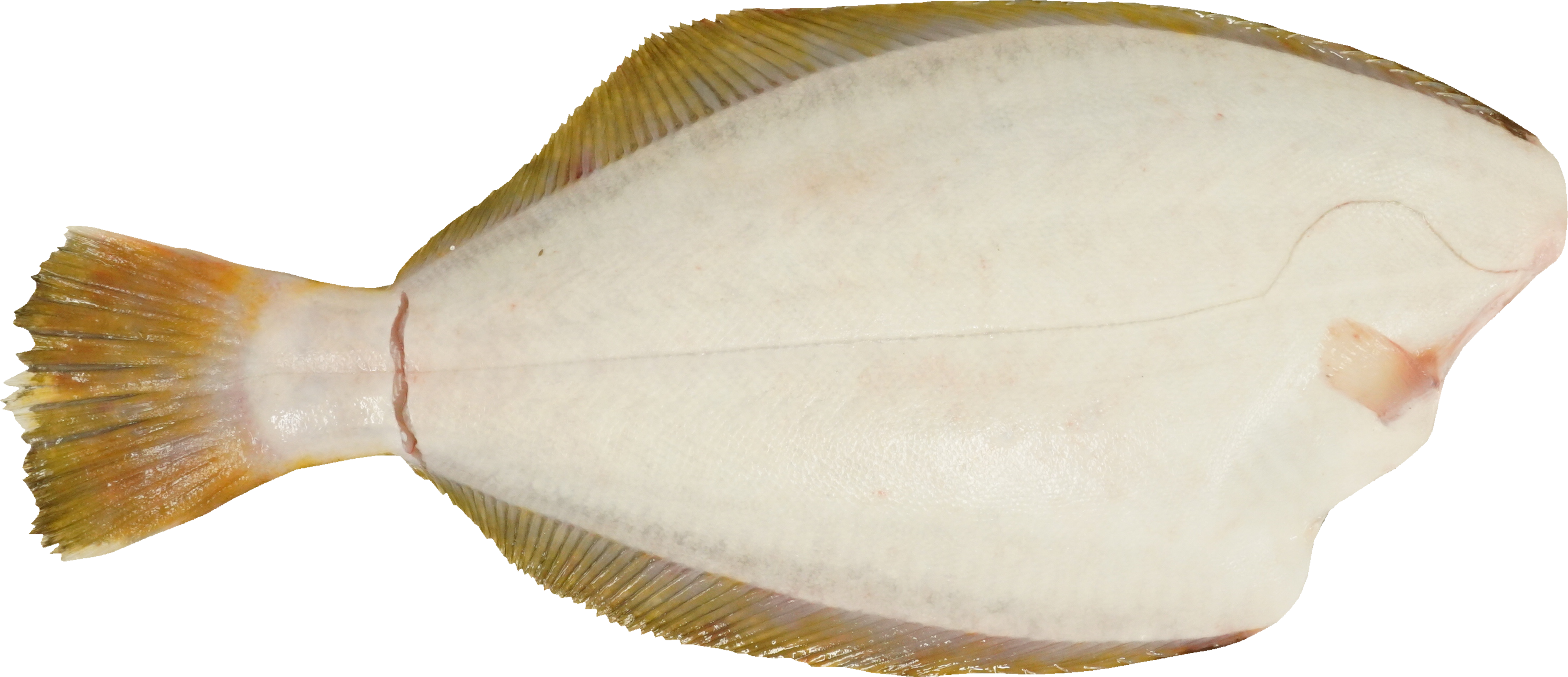 ひらめ｜商用可フリー画像・背景透過