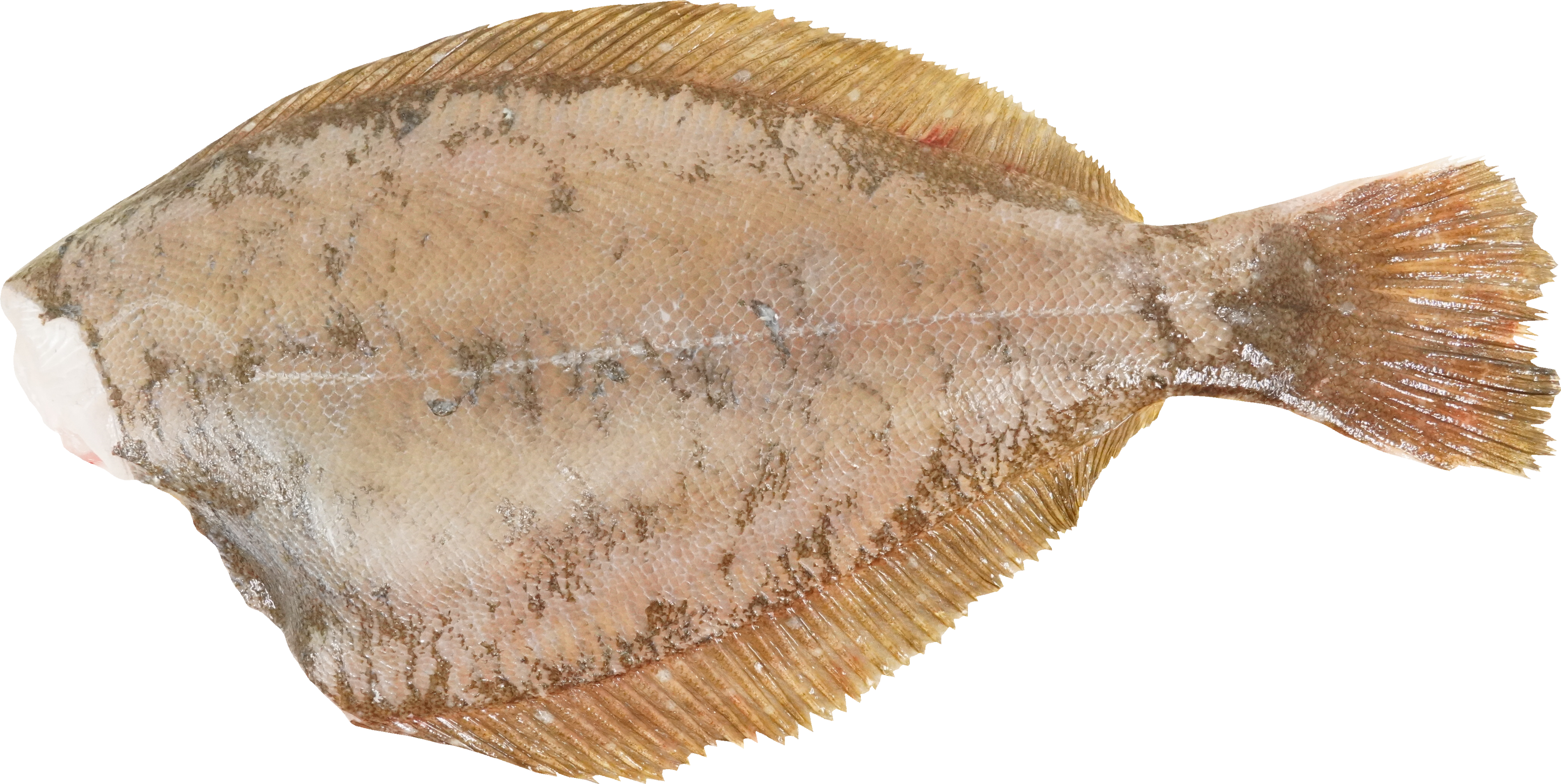 ひらめ｜商用可フリー画像・背景透過