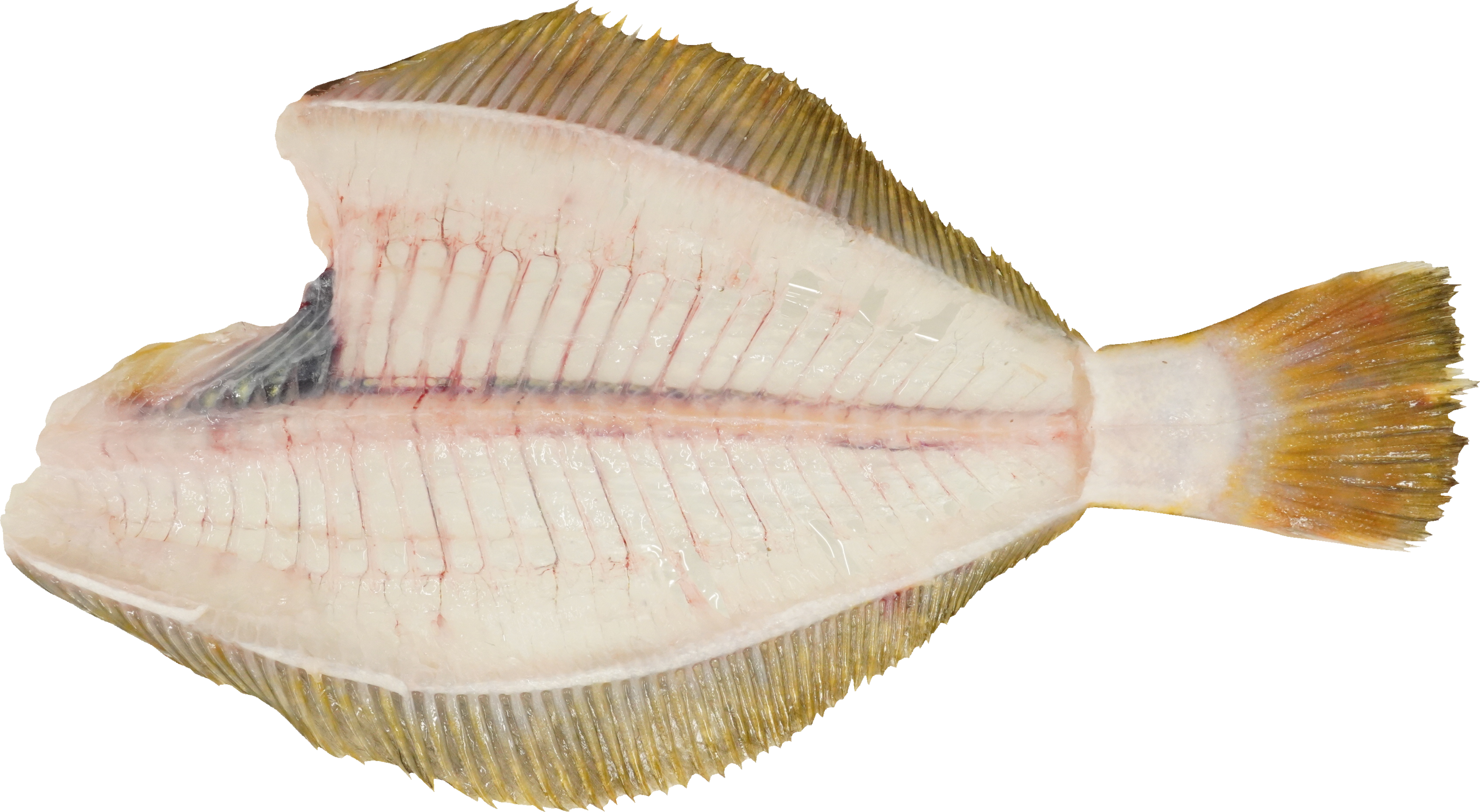 ひらめ｜商用可フリー画像・背景透過