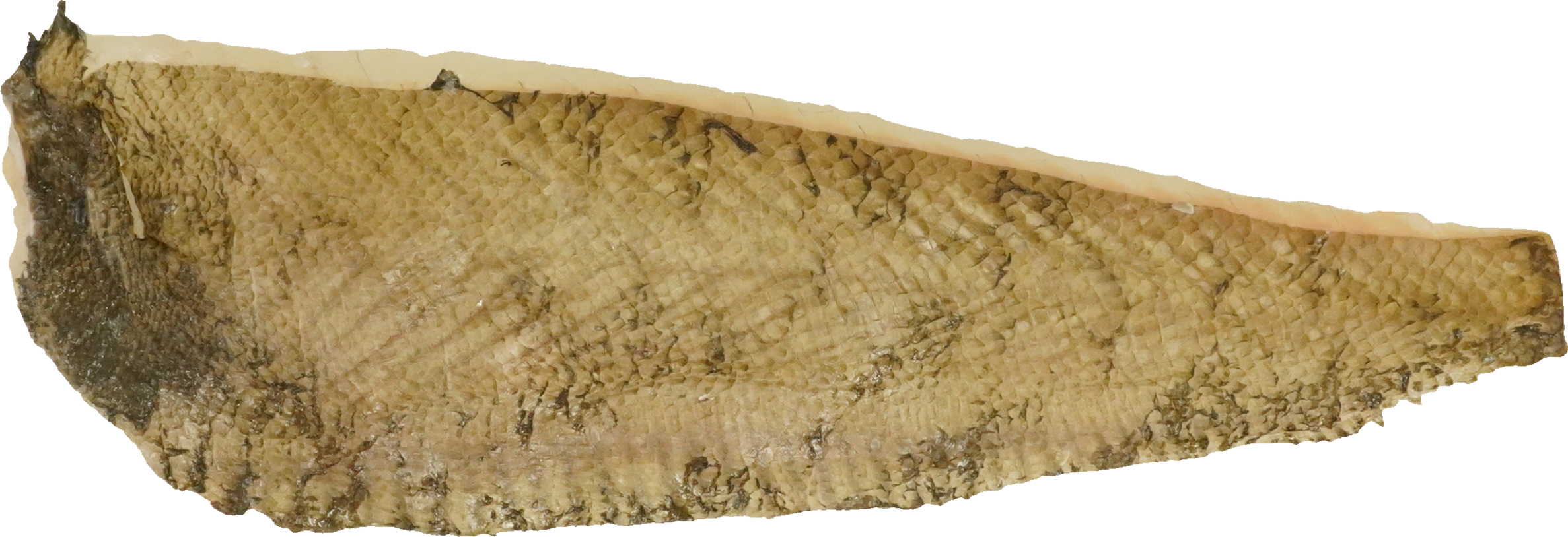 ひらめ｜商用可フリー画像・背景透過