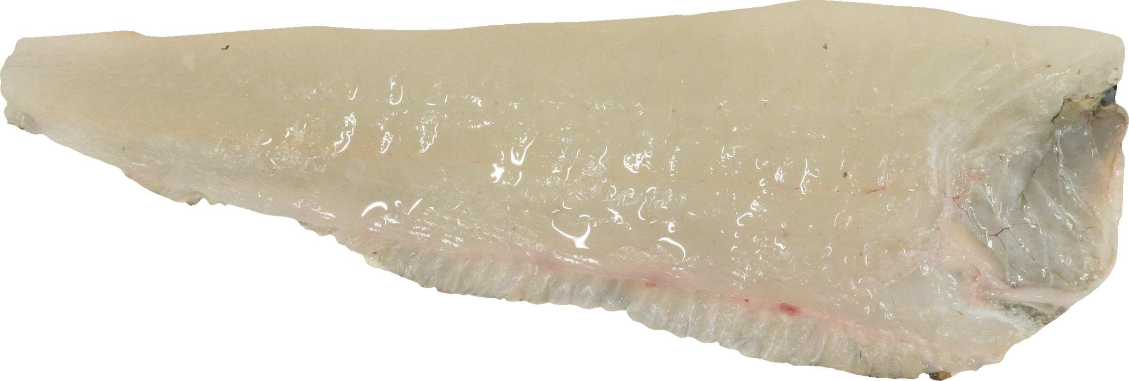 ひらめ｜商用可フリー画像・背景透過