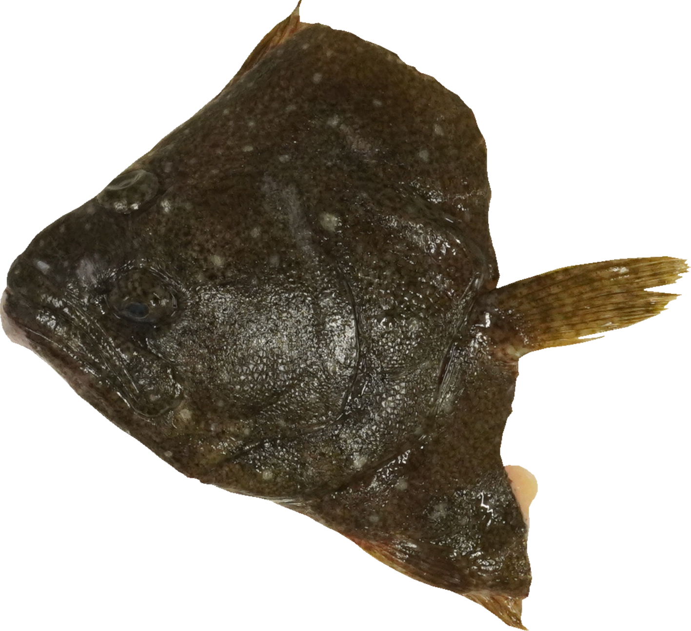 ひらめ｜商用可フリー画像・背景透過