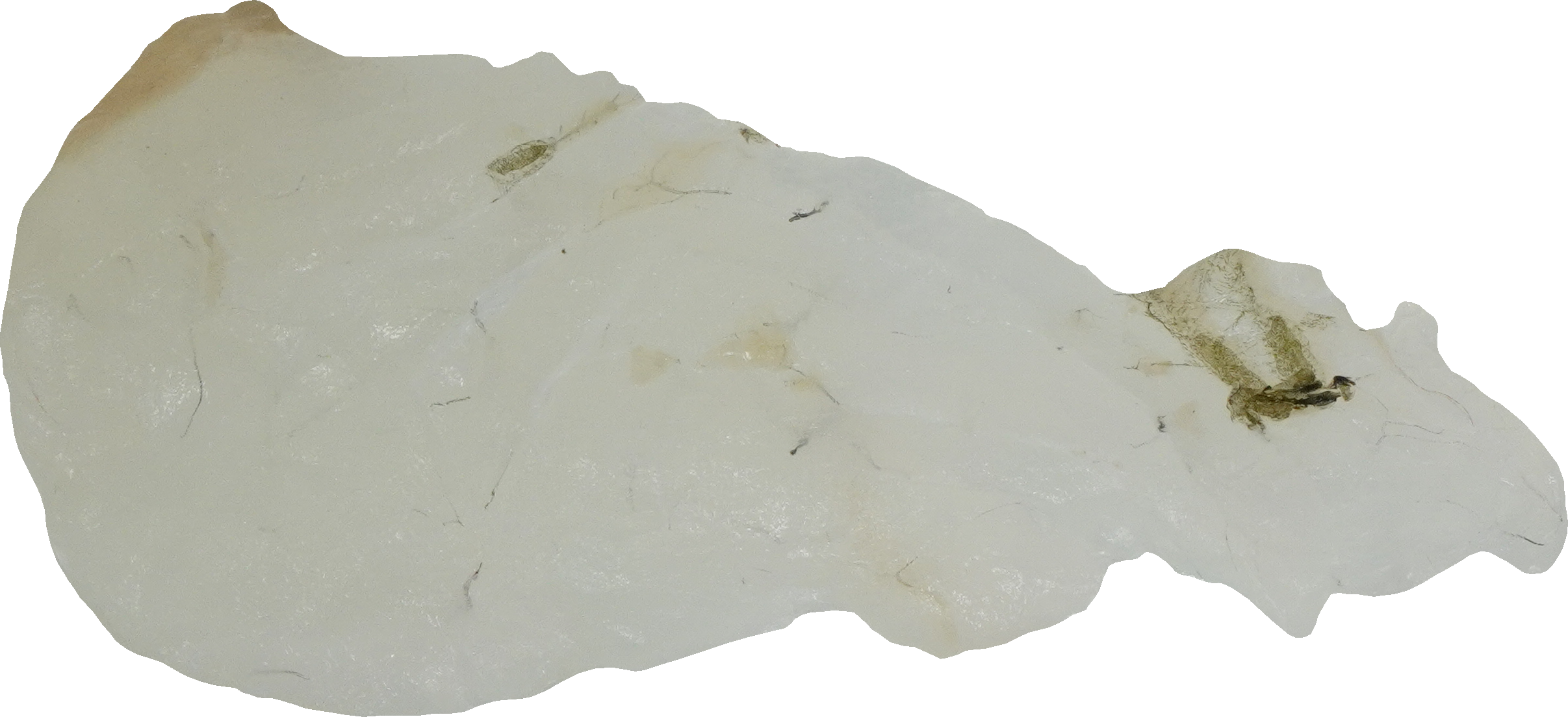 ひらめ｜商用可フリー画像・背景透過