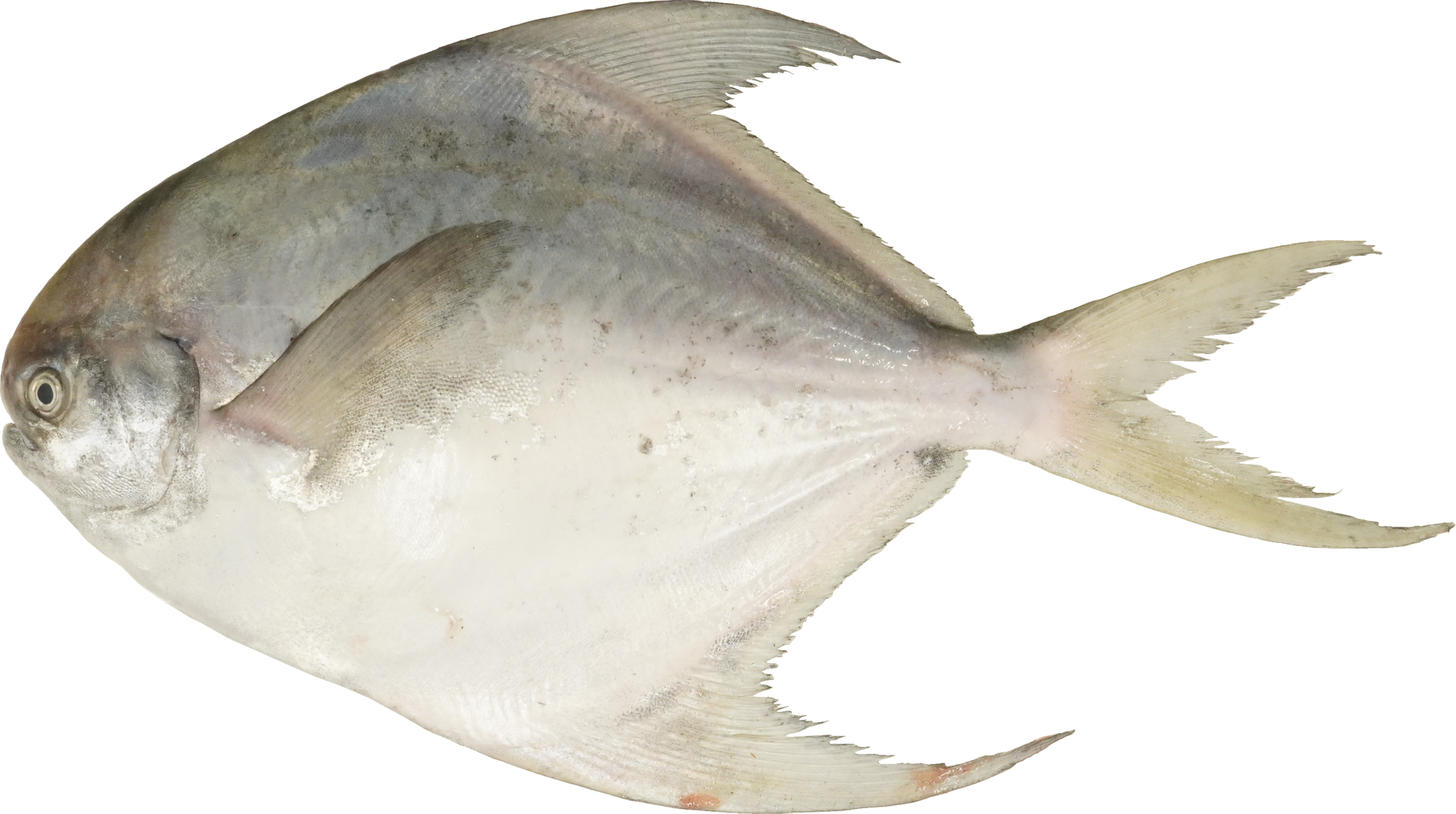 まながつお｜商用可フリー画像・背景透過