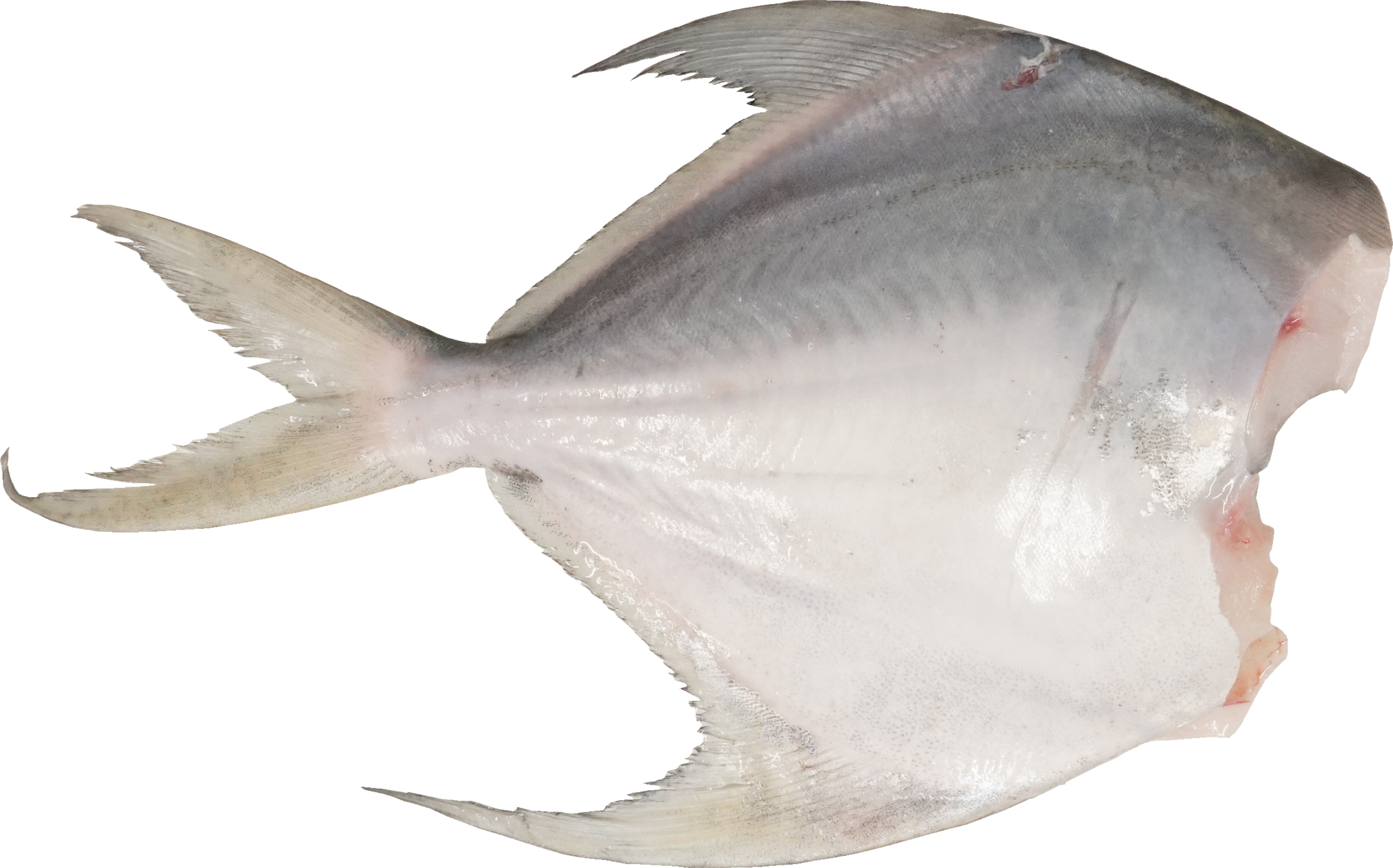 まながつお｜商用可フリー画像・背景透過