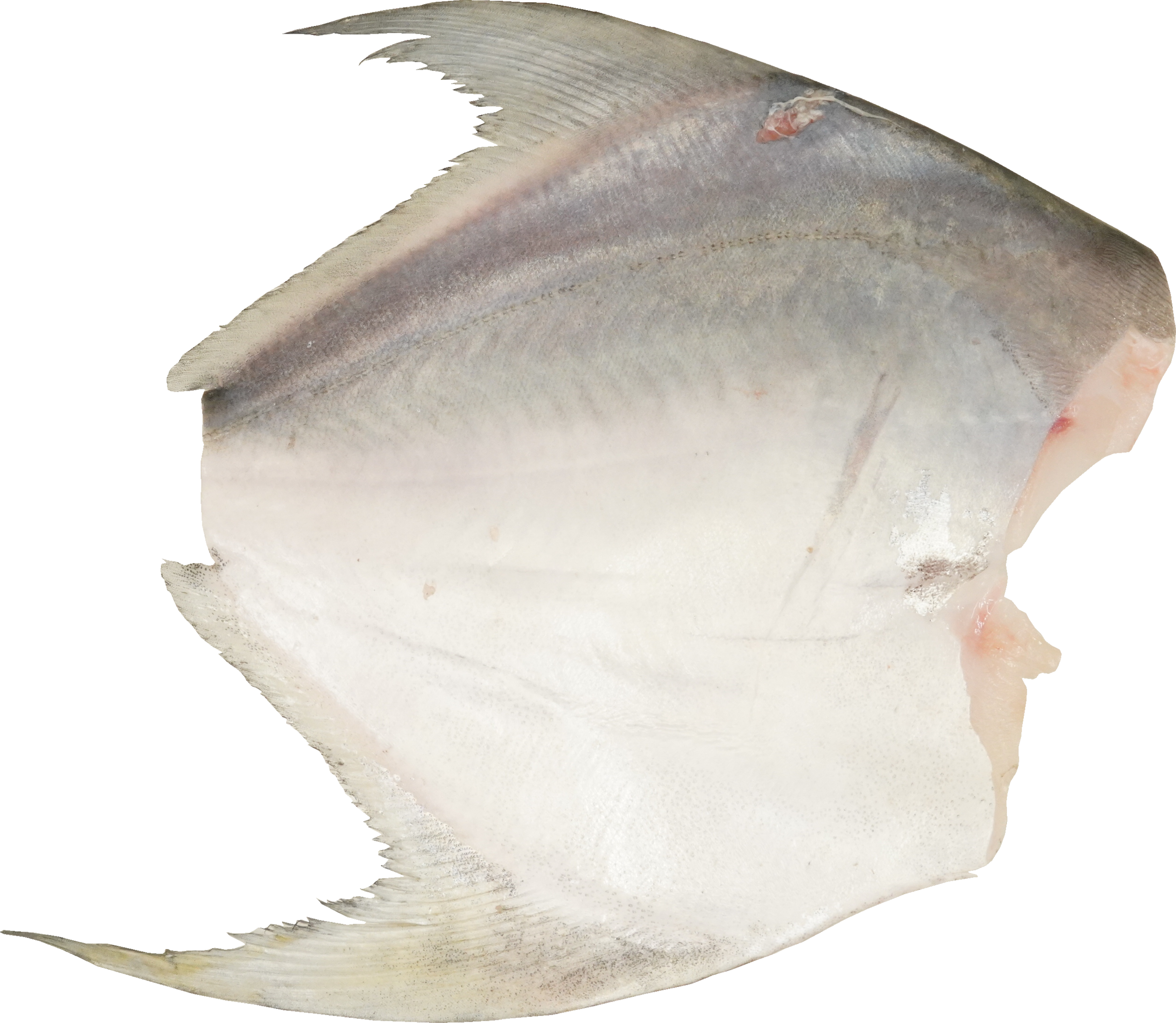 まながつお｜商用可フリー画像・背景透過