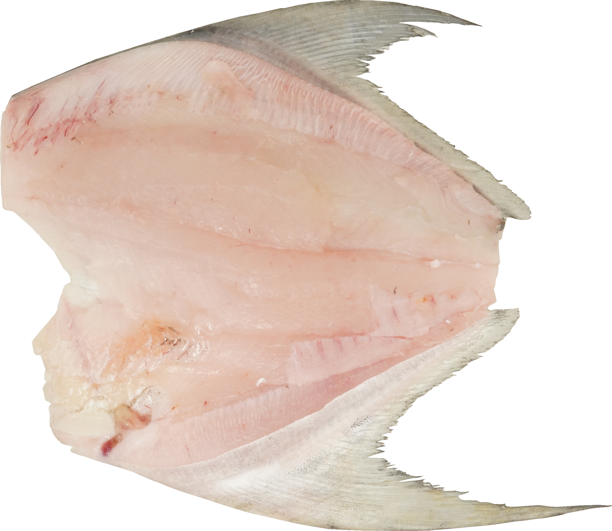 まながつお｜商用可フリー画像・背景透過