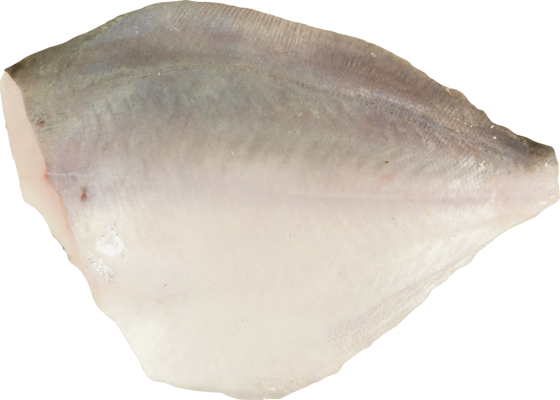 まながつお｜商用可フリー画像・背景透過