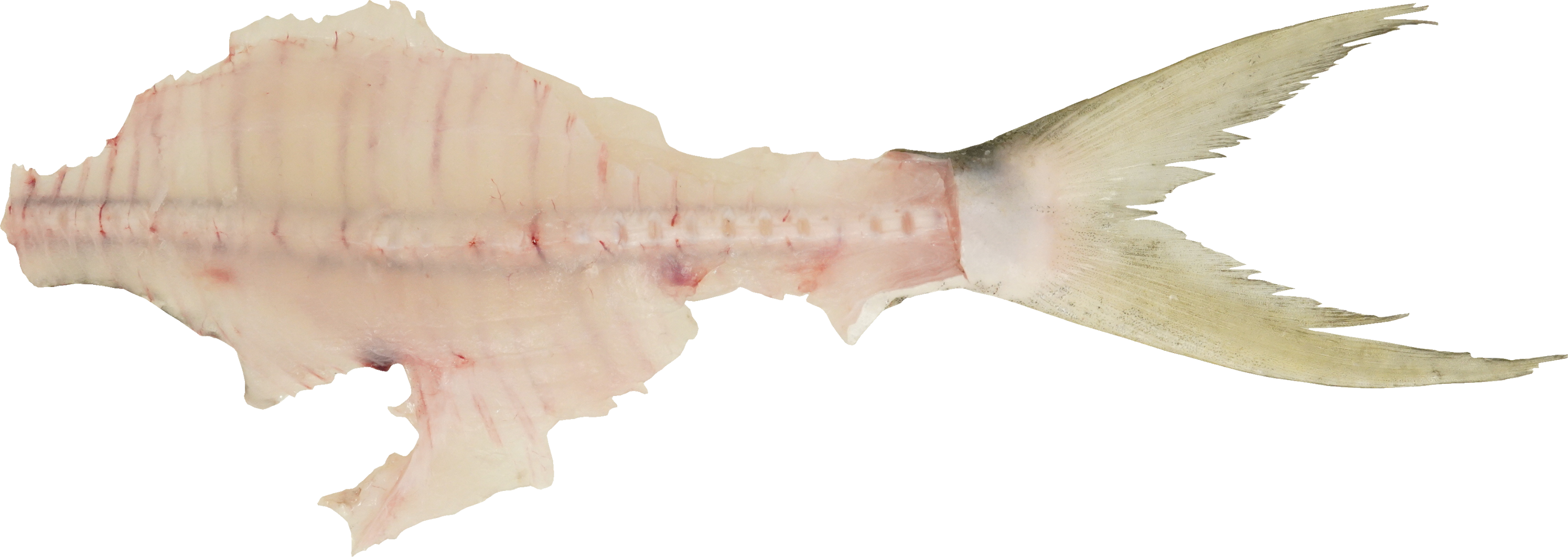 まながつお｜商用可フリー画像・背景透過