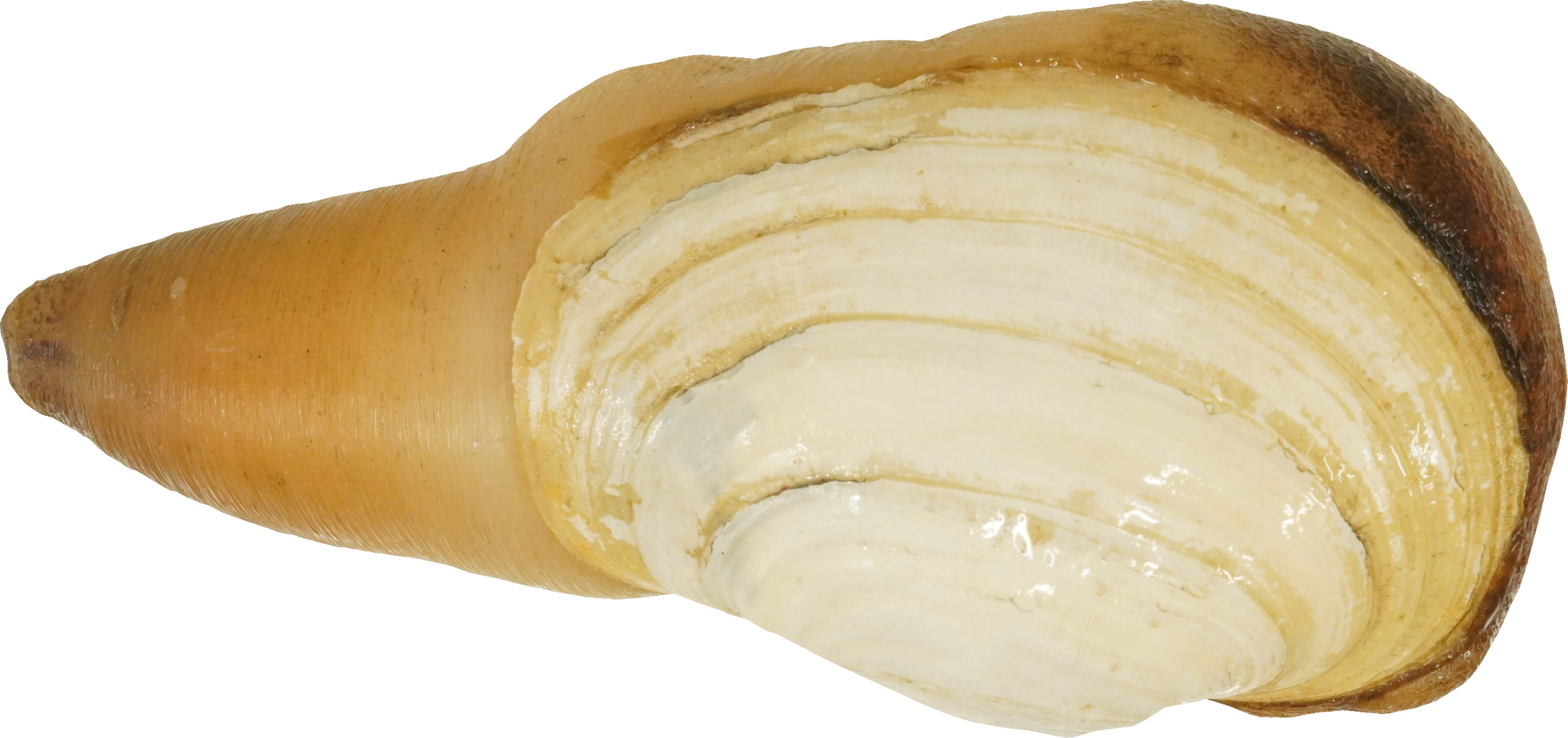 みるがい(白)｜商用可フリー画像・背景透過