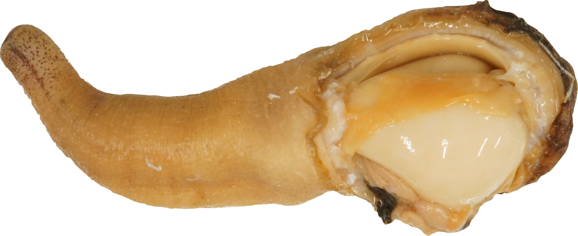 みるがい(白)｜商用可フリー画像・背景透過