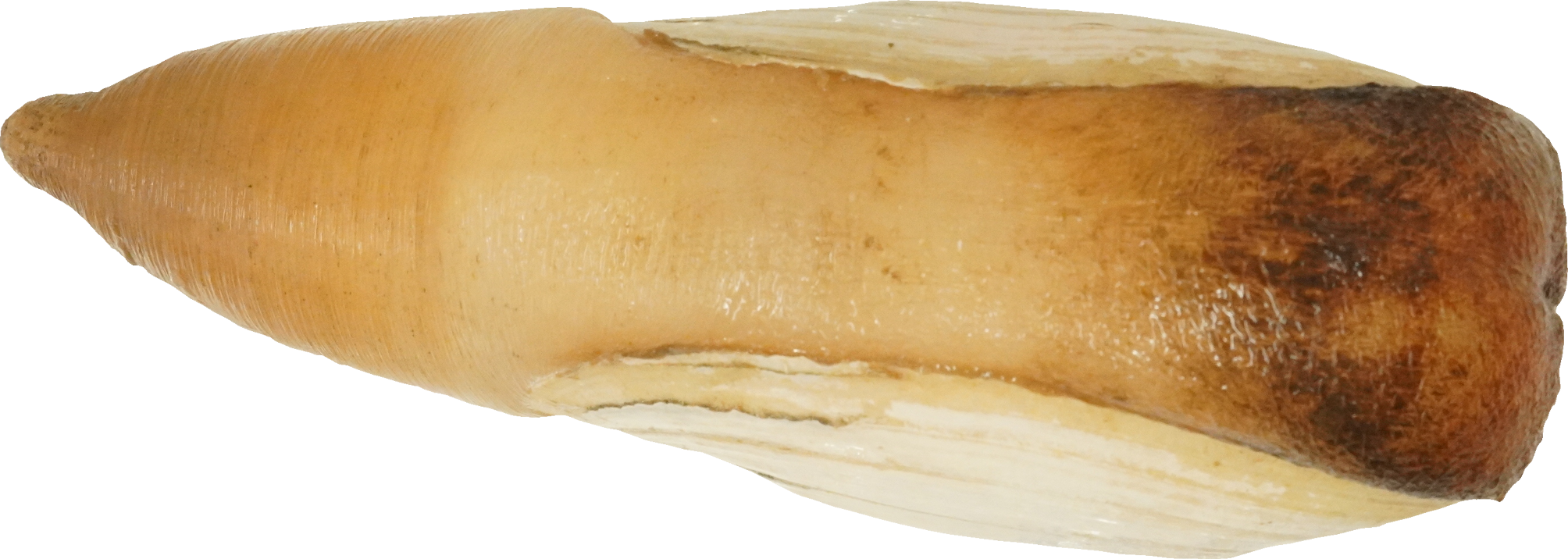 みるがい(白)｜商用可フリー画像・背景透過