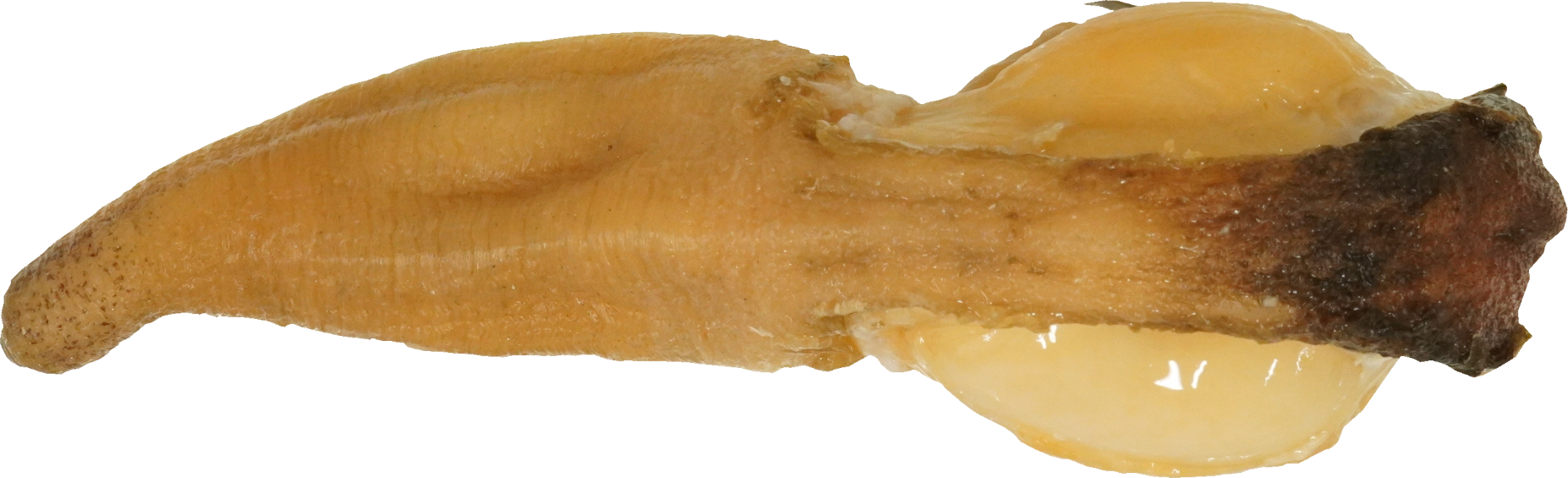 みるがい(白)｜商用可フリー画像・背景透過